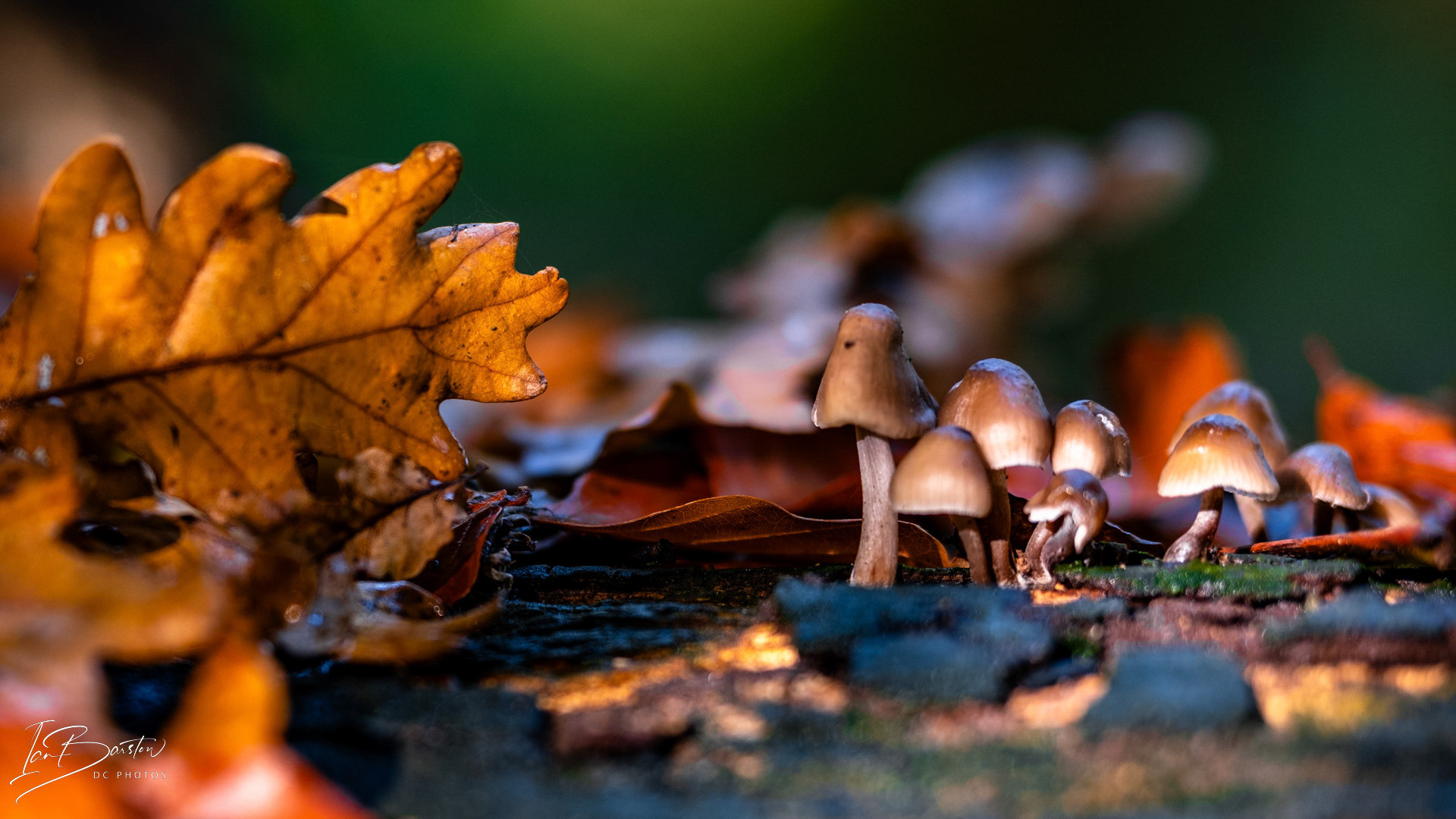 Brankley Pastures - Burton on Trent Monday 28th October 2024