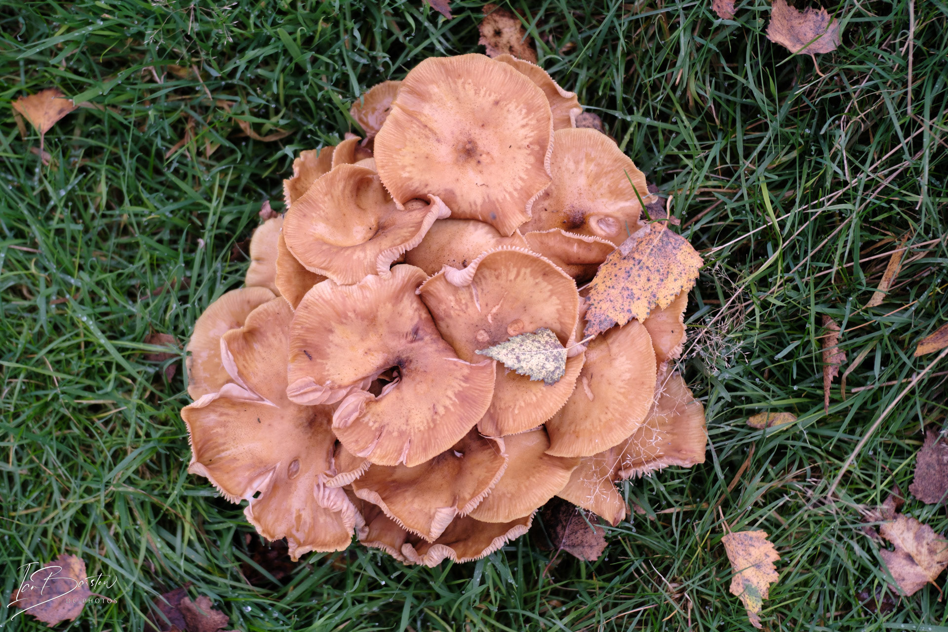 Brankley Pastures - Burton on Trent Monday 28th October 2024