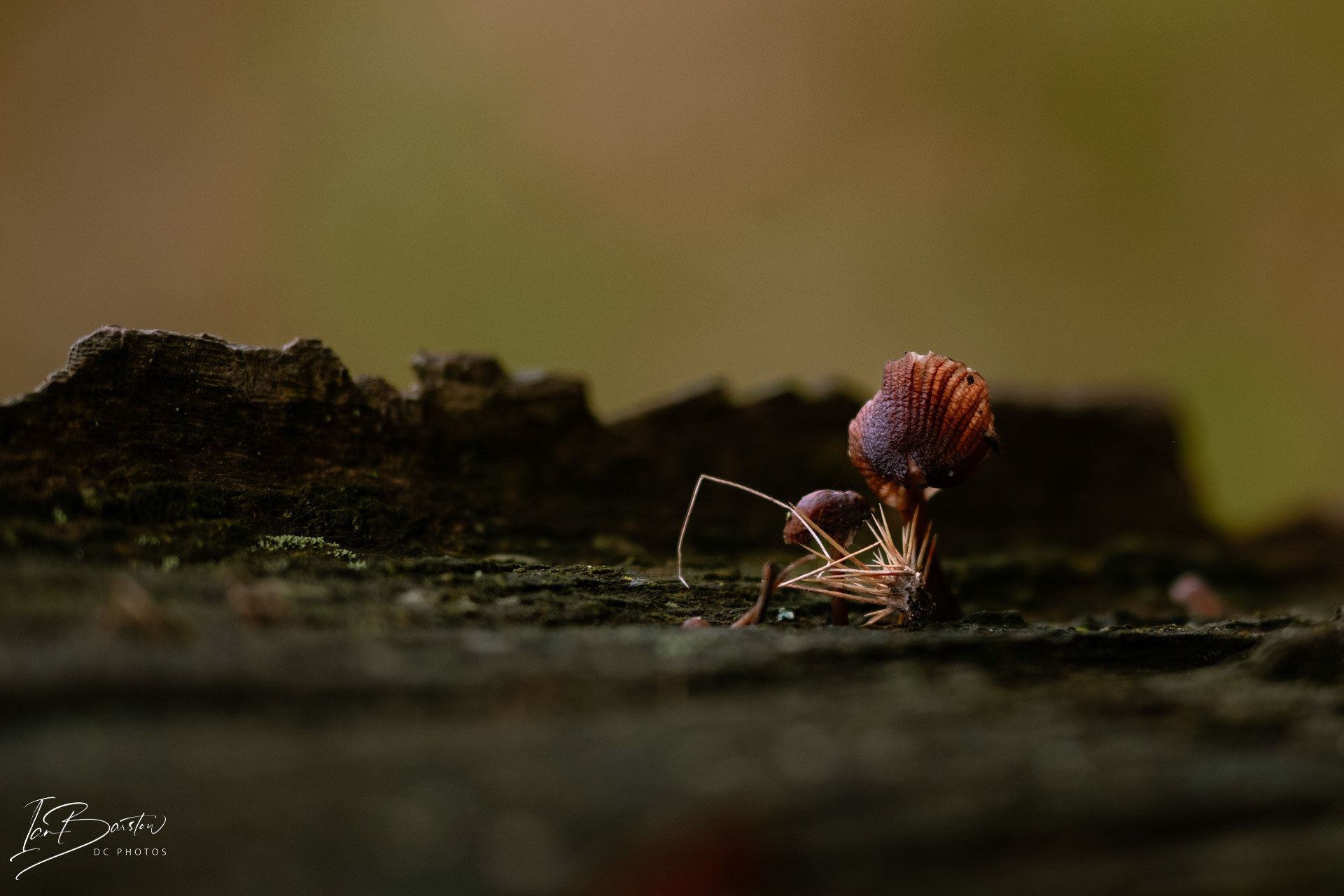Brankley Pastures - Burton on Trent Monday 28th October 2024