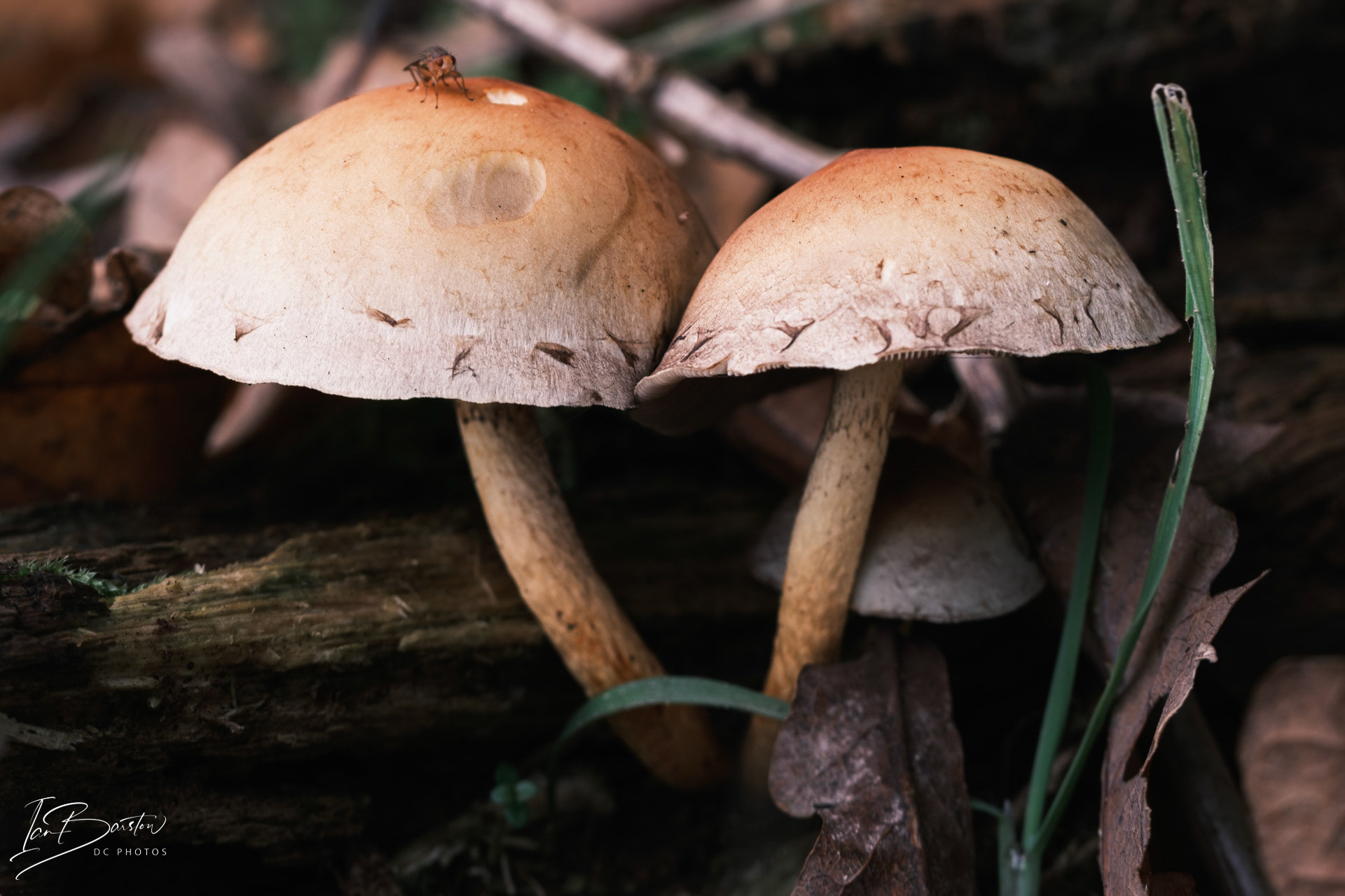 Brankley Pastures - Burton on Trent Monday 28th October 2024