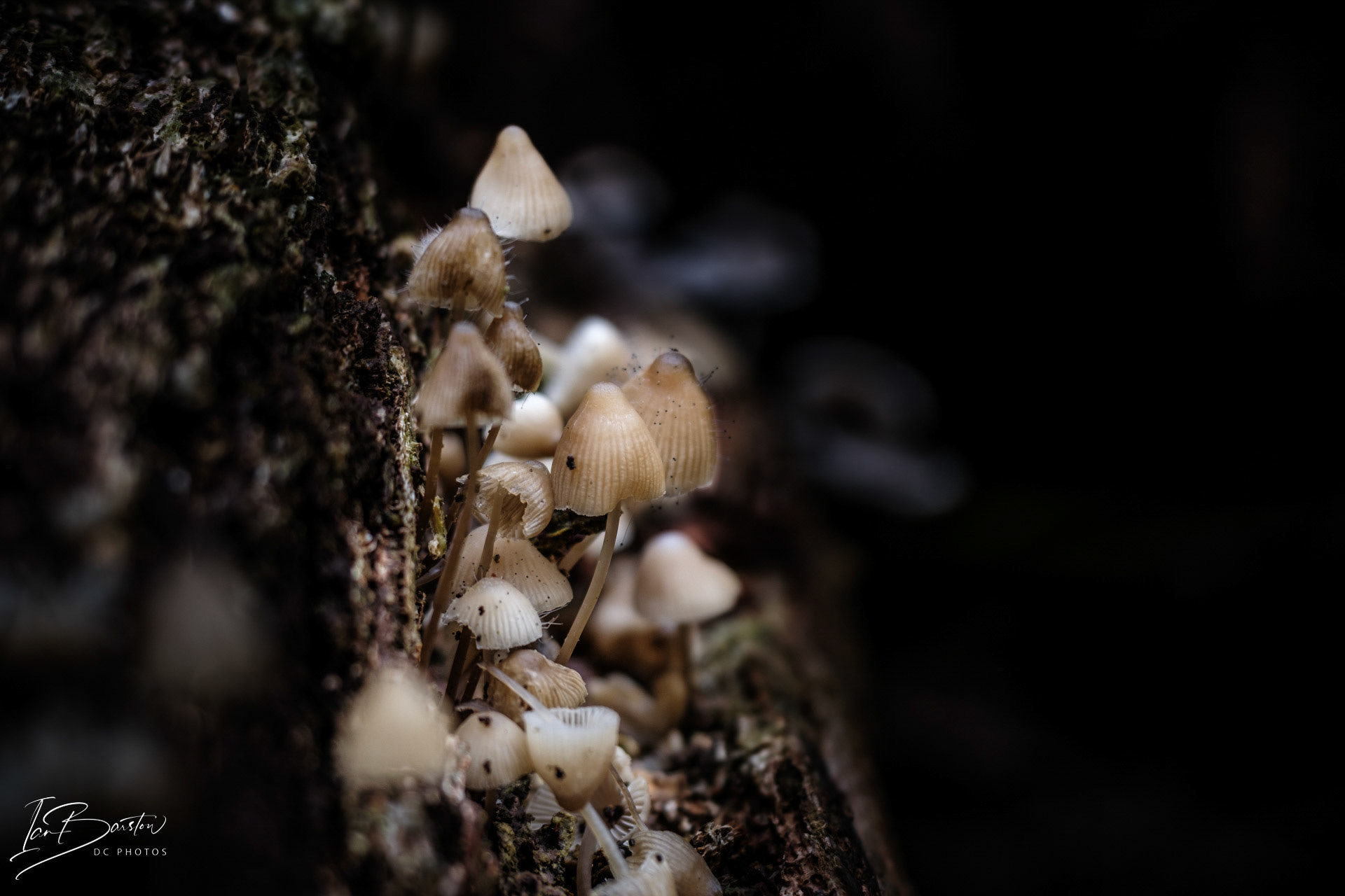 Brankley Pastures - Burton on Trent Monday 28th October 2024