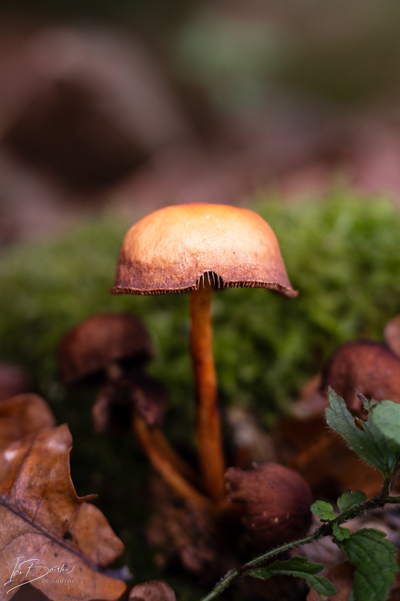 Brankley Pastures - Burton on Trent Monday 28th October 2024