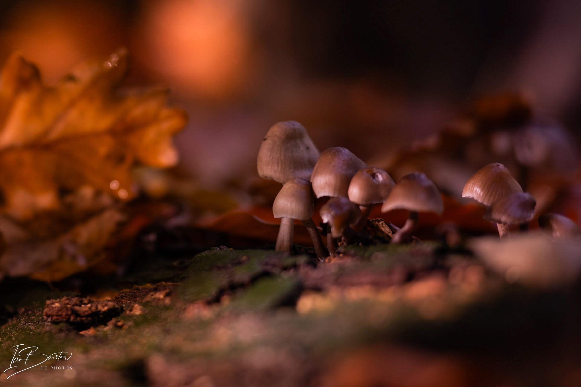 Brankley Pastures - Burton on Trent Monday 28th October 2024