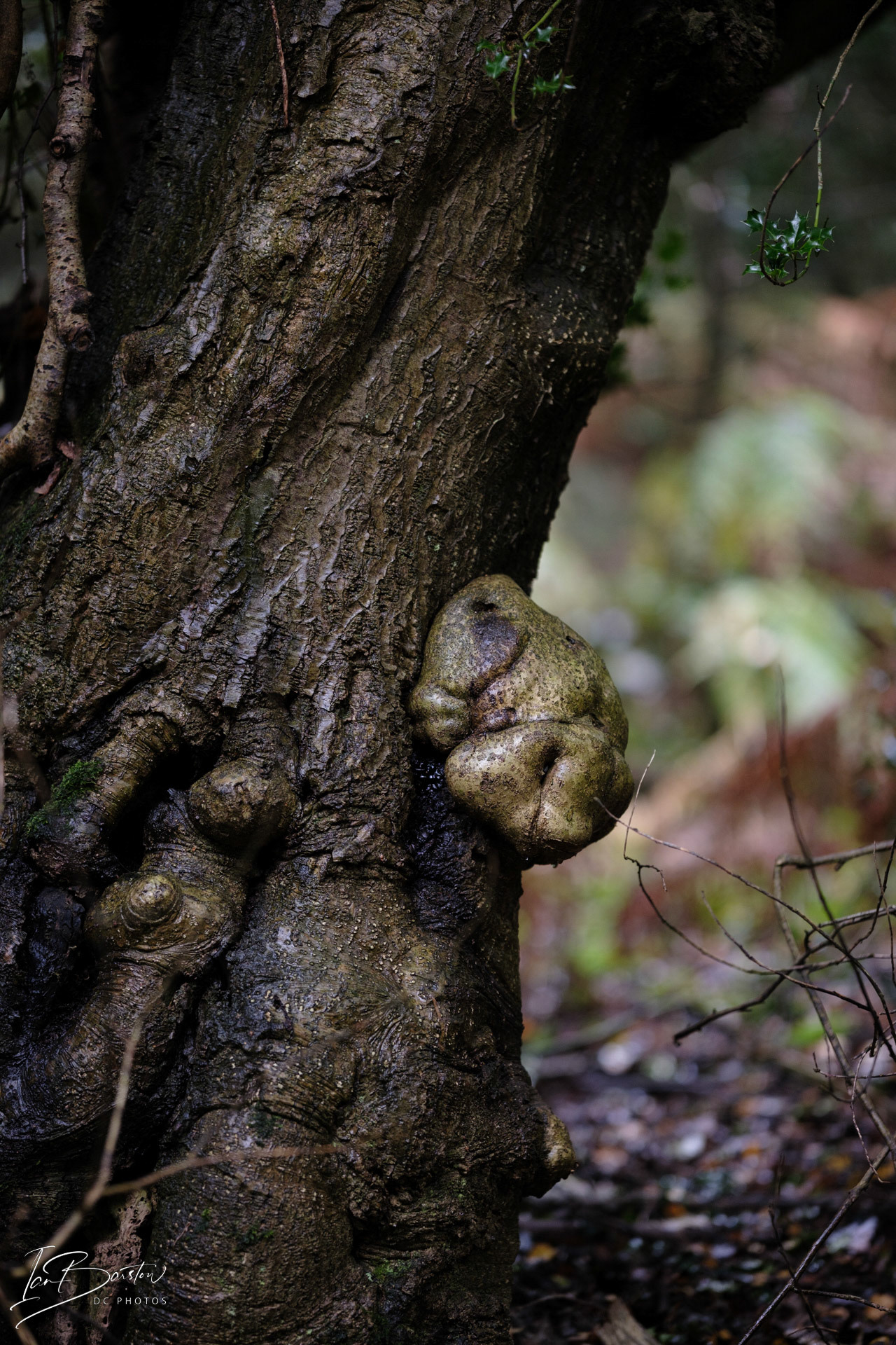 Brankley Pastures - Burton on Trent Monday 28th October 2024