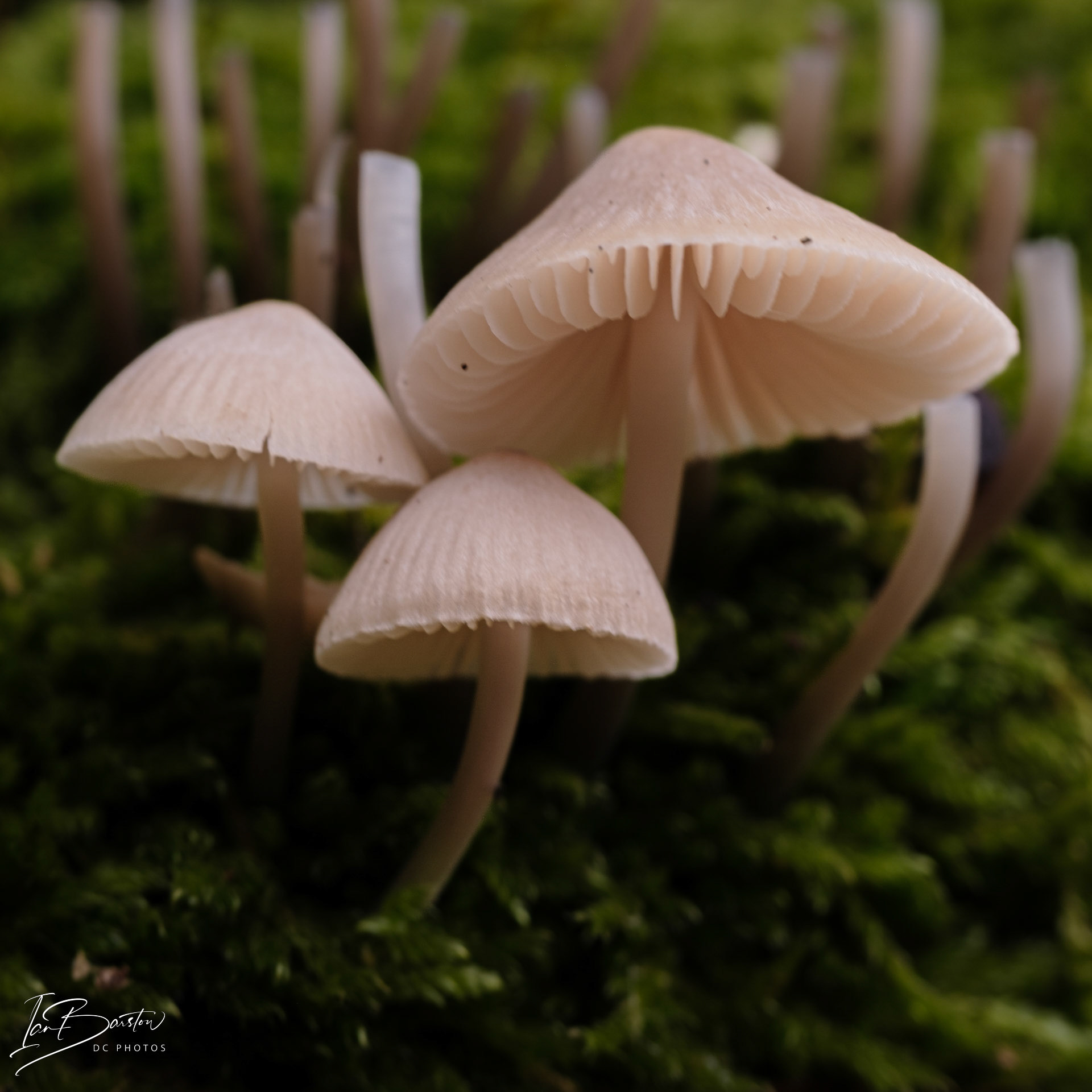 Brankley Pastures - Burton on Trent Monday 28th October 2024