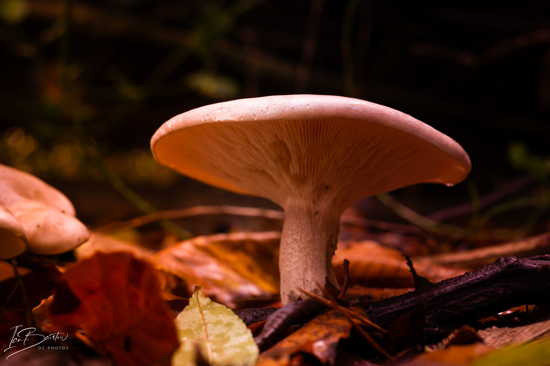 Brankley Pastures - Burton on Trent Monday 28th October 2024