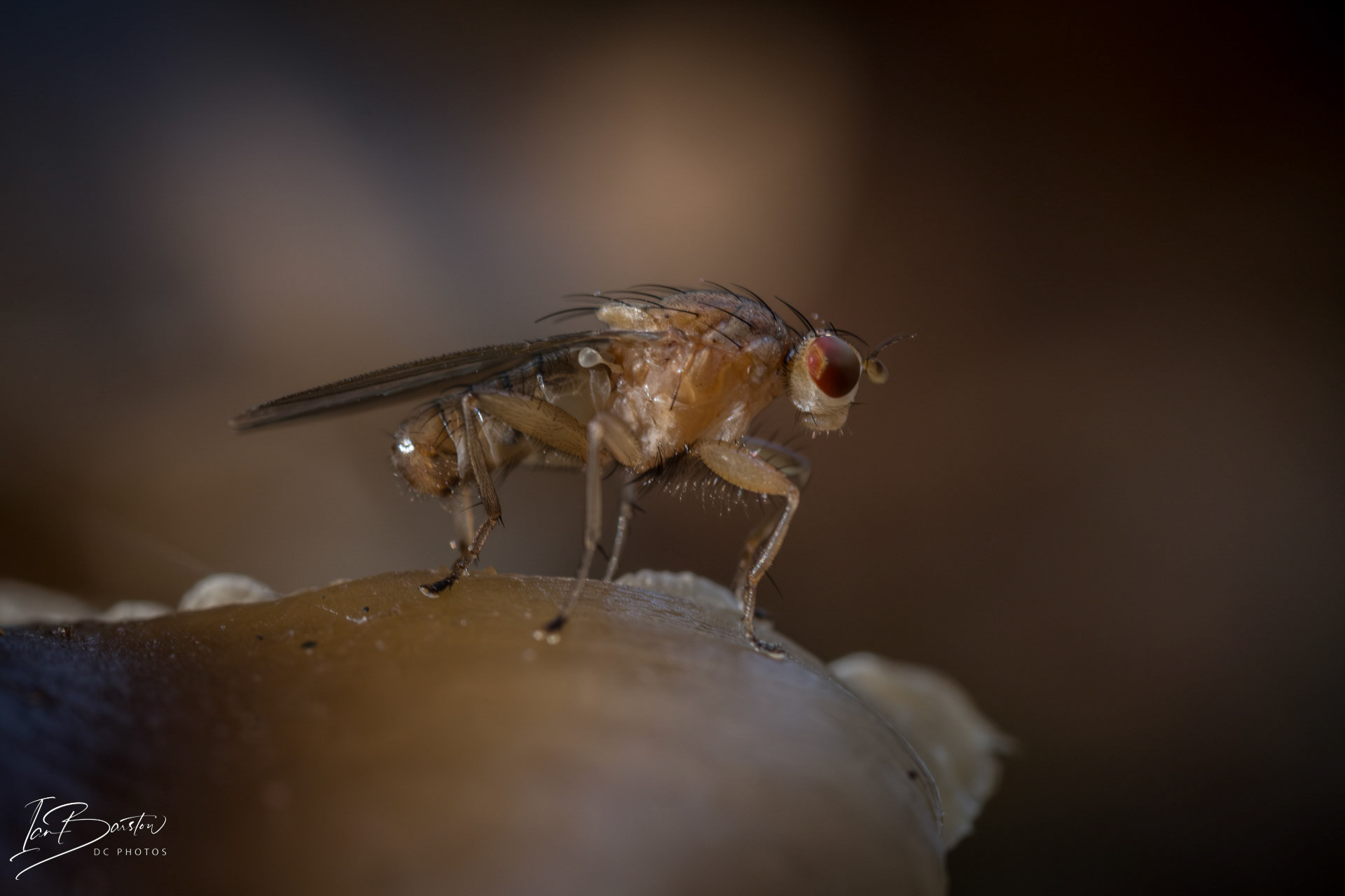 Brankley Pastures - Burton on Trent Monday 28th October 2024