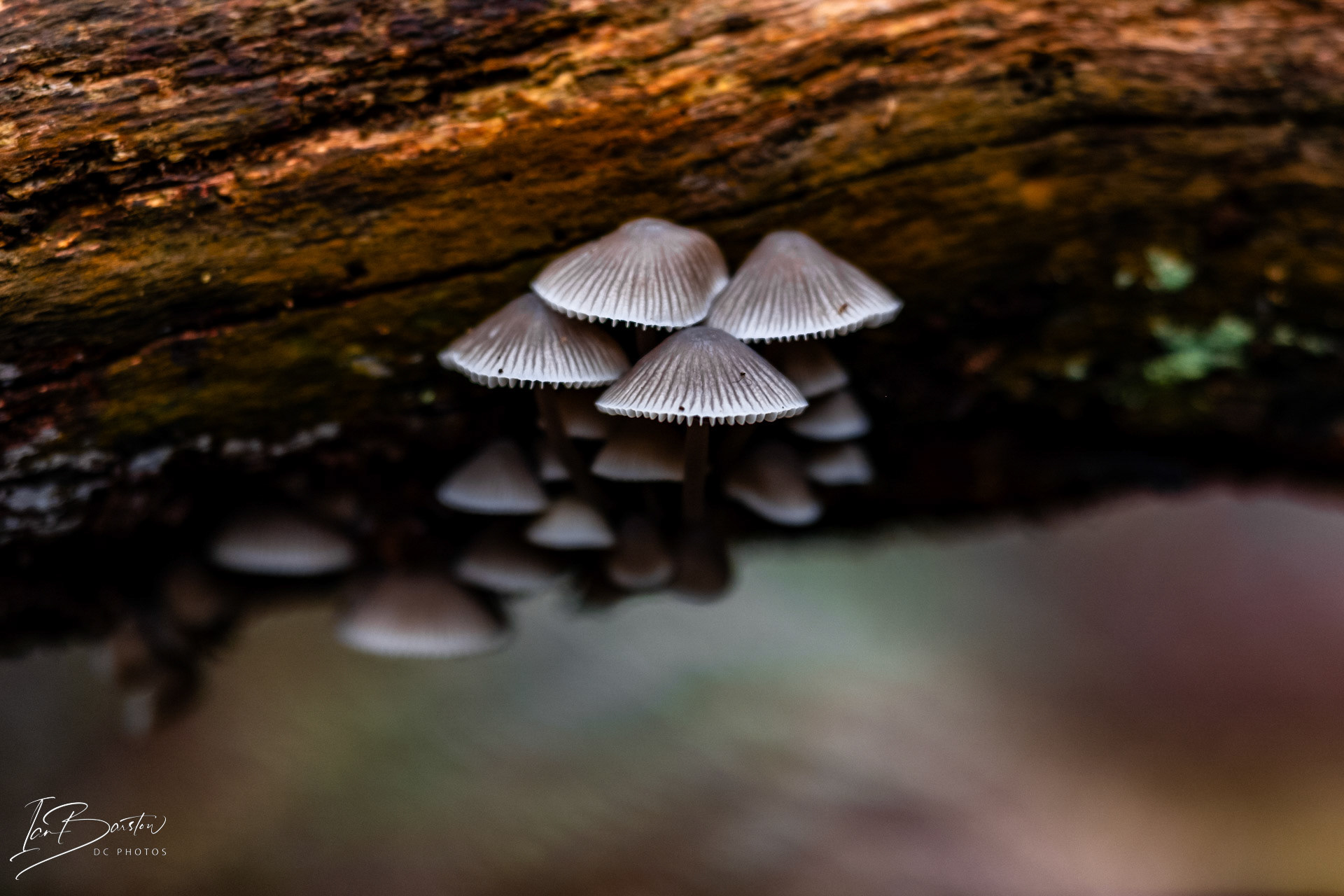 Brankley Pastures - Burton on Trent Monday 28th October 2024