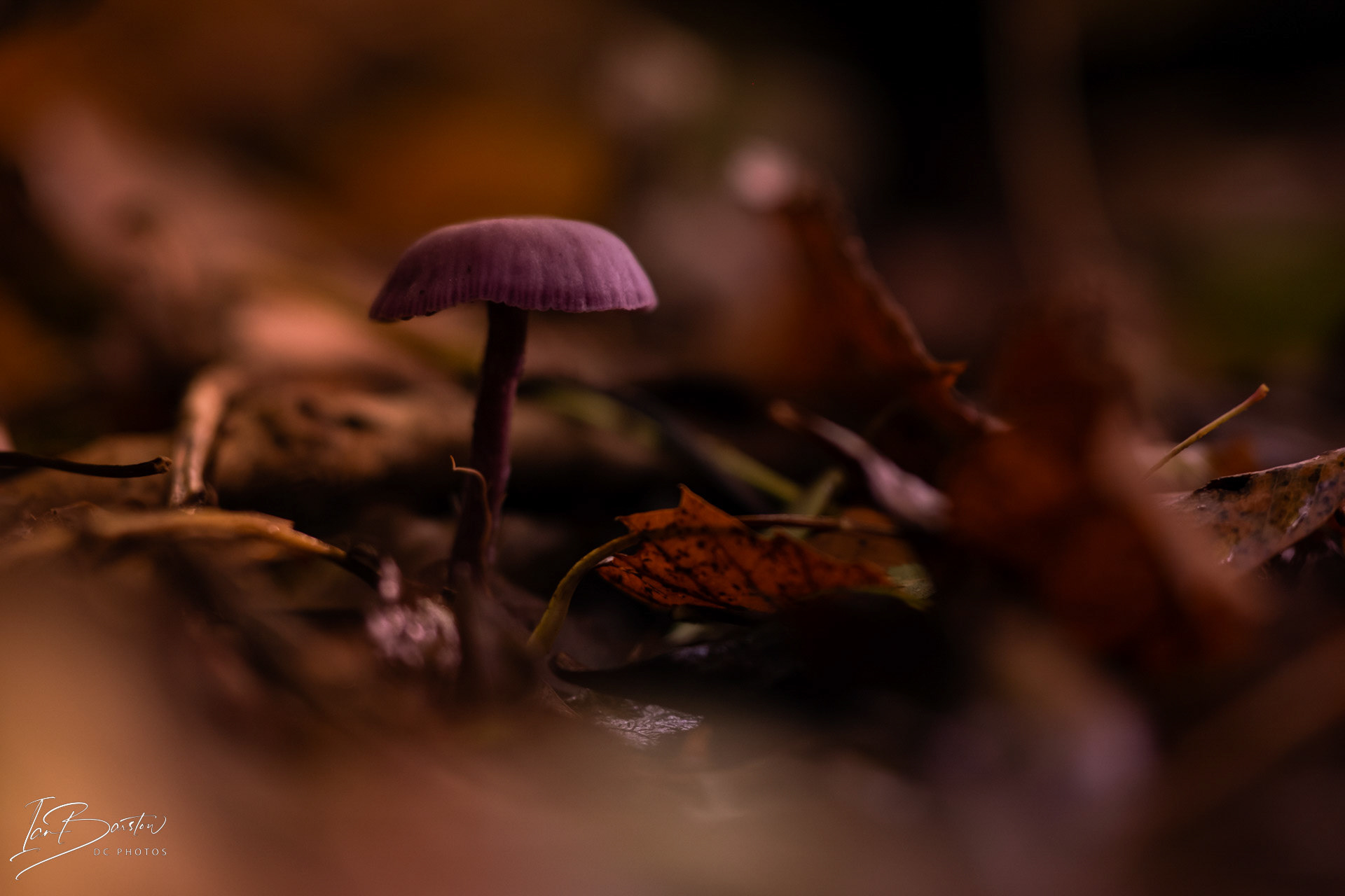 Brankley Pastures - Burton on Trent Monday 28th October 2024