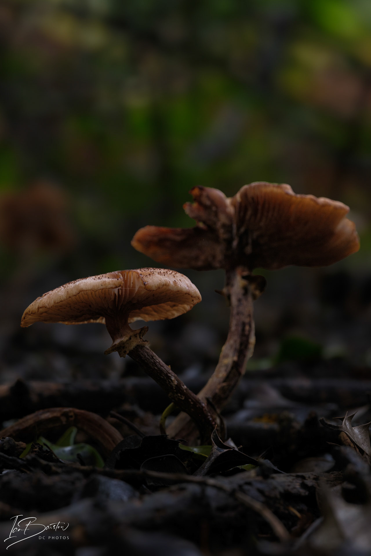 Brankley Pastures - Burton on Trent Monday 28th October 2024