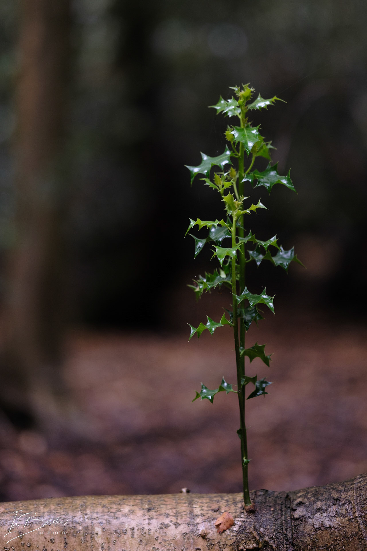 Brankley Pastures - Burton on Trent Monday 28th October 2024