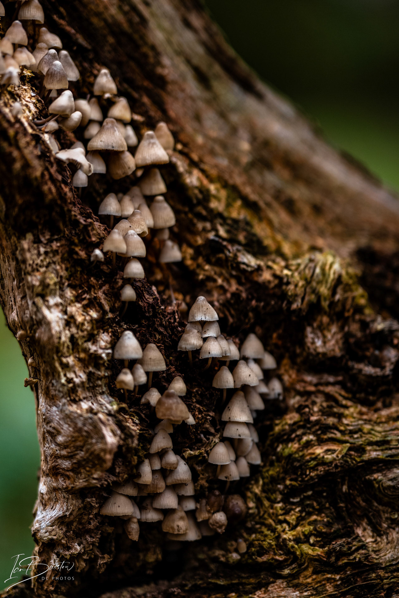Brankley Pastures - Burton on Trent Monday 28th October 2024