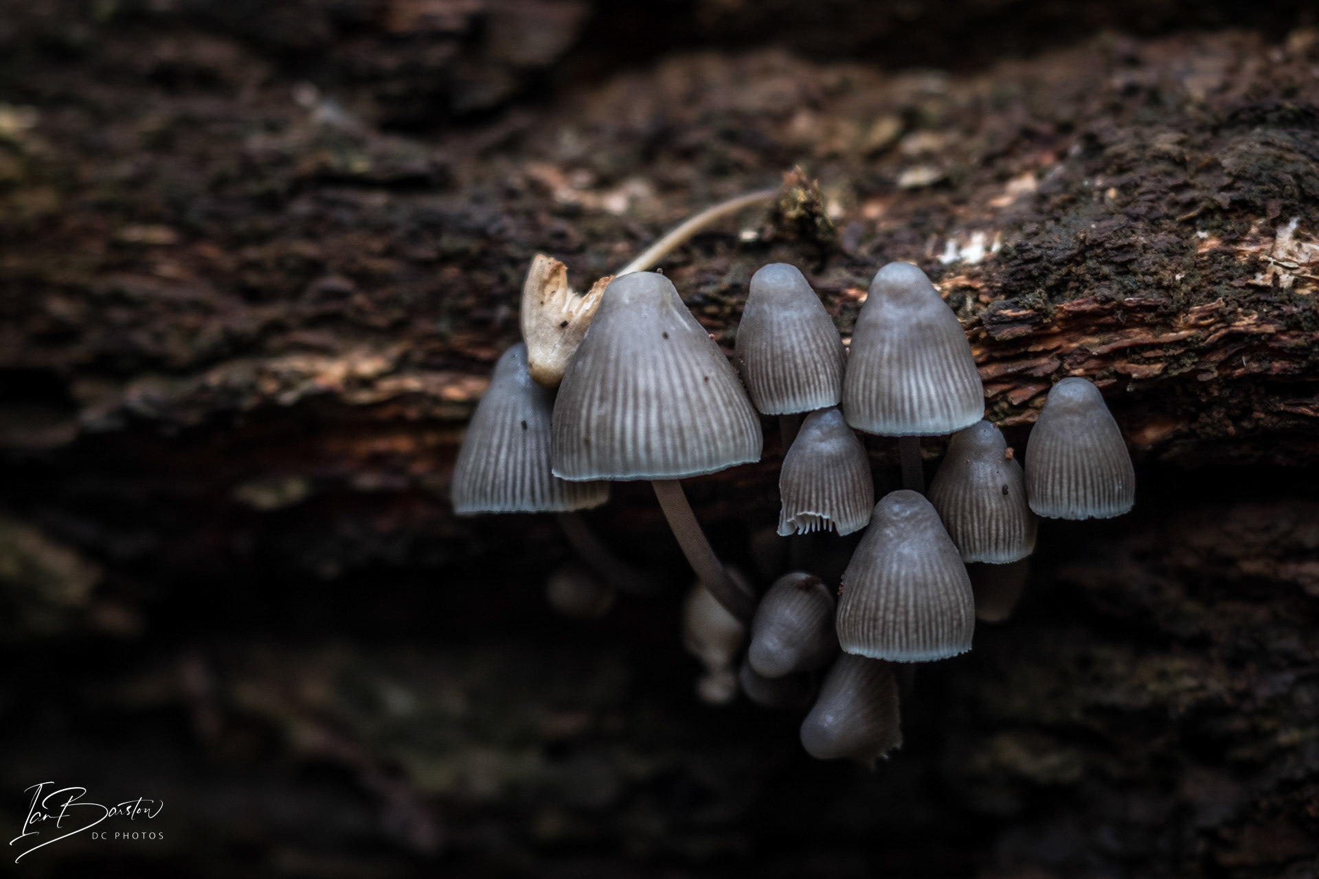 Brankley Pastures - Burton on Trent Monday 28th October 2024