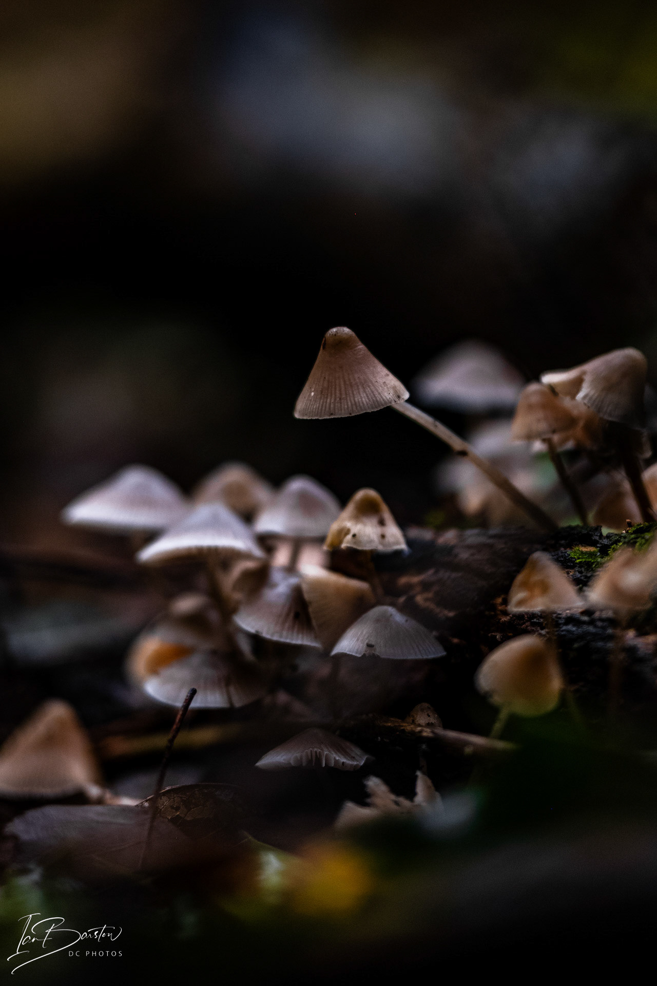 Brankley Pastures - Burton on Trent Monday 28th October 2024