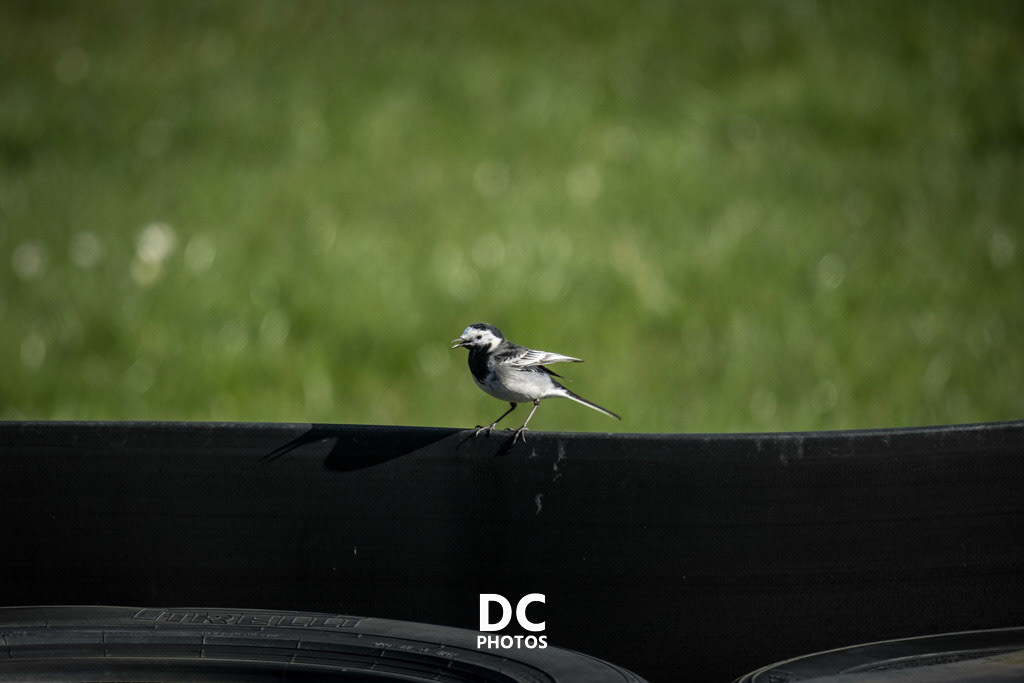 The Classic Sports Car Club's first round of the year at Donington Park.