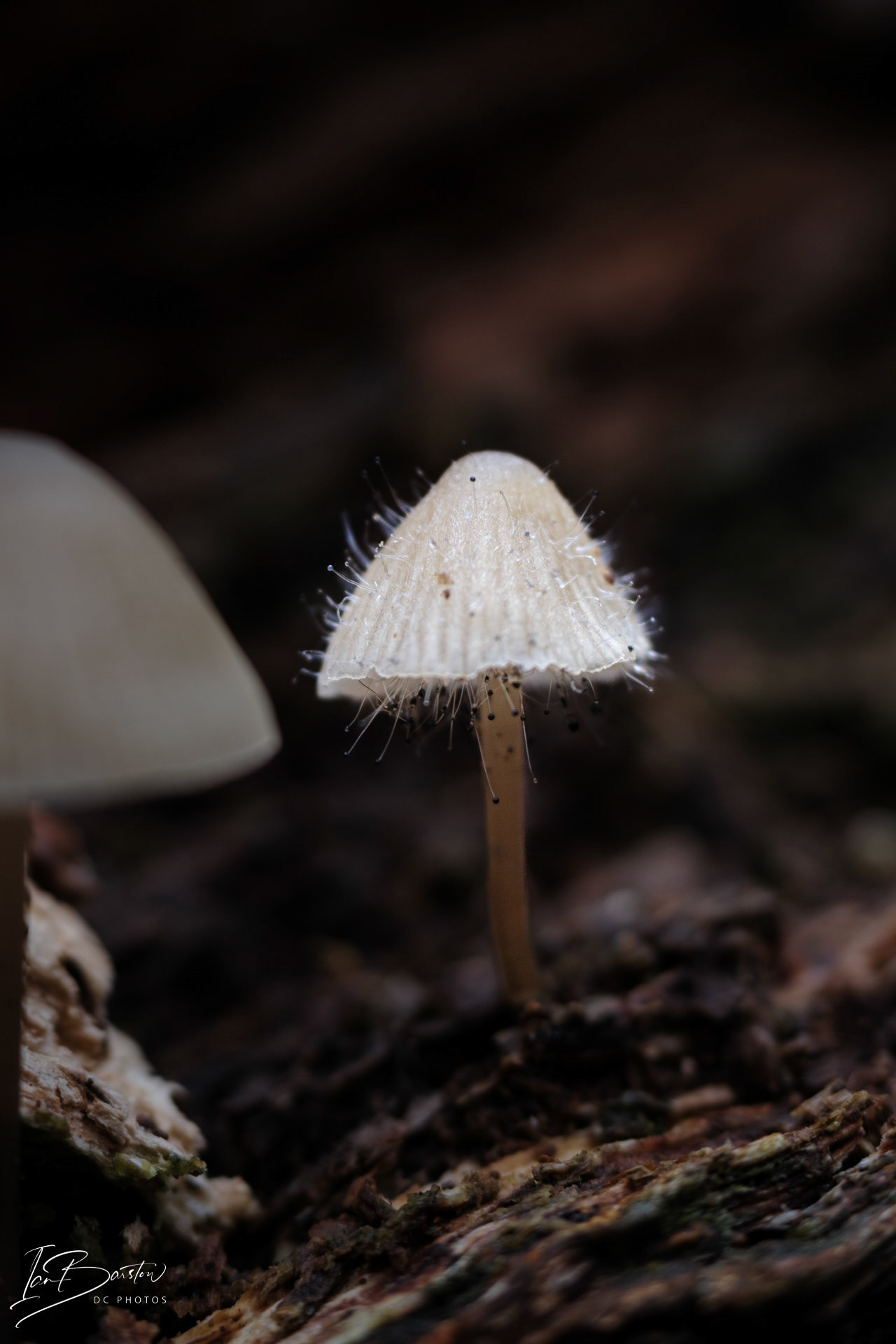 Brankley Pastures - Burton on Trent Monday 28th October 2024