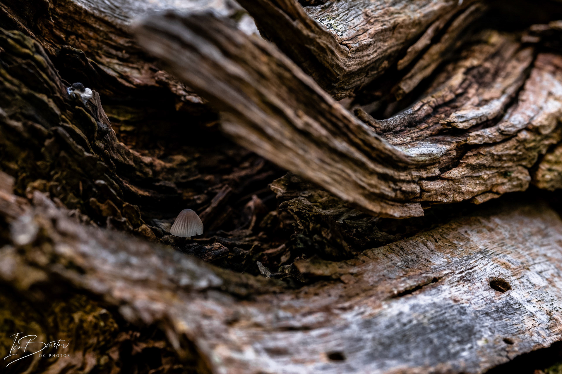 Brankley Pastures - Burton on Trent Monday 28th October 2024