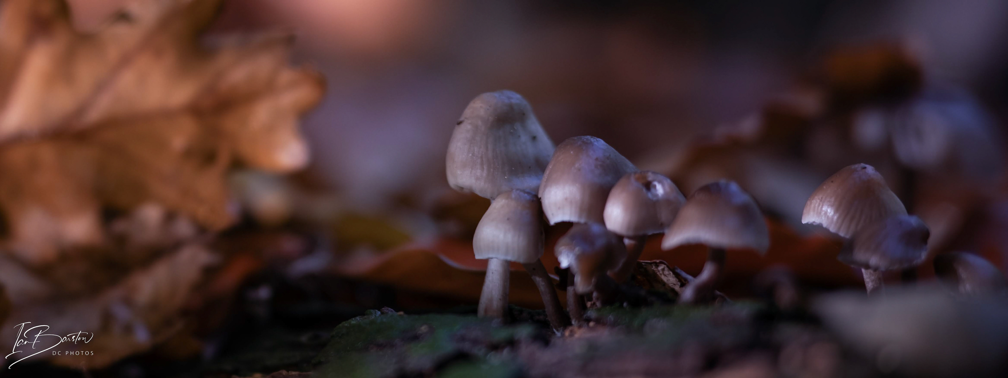 Brankley Pastures - Burton on Trent Monday 28th October 2024