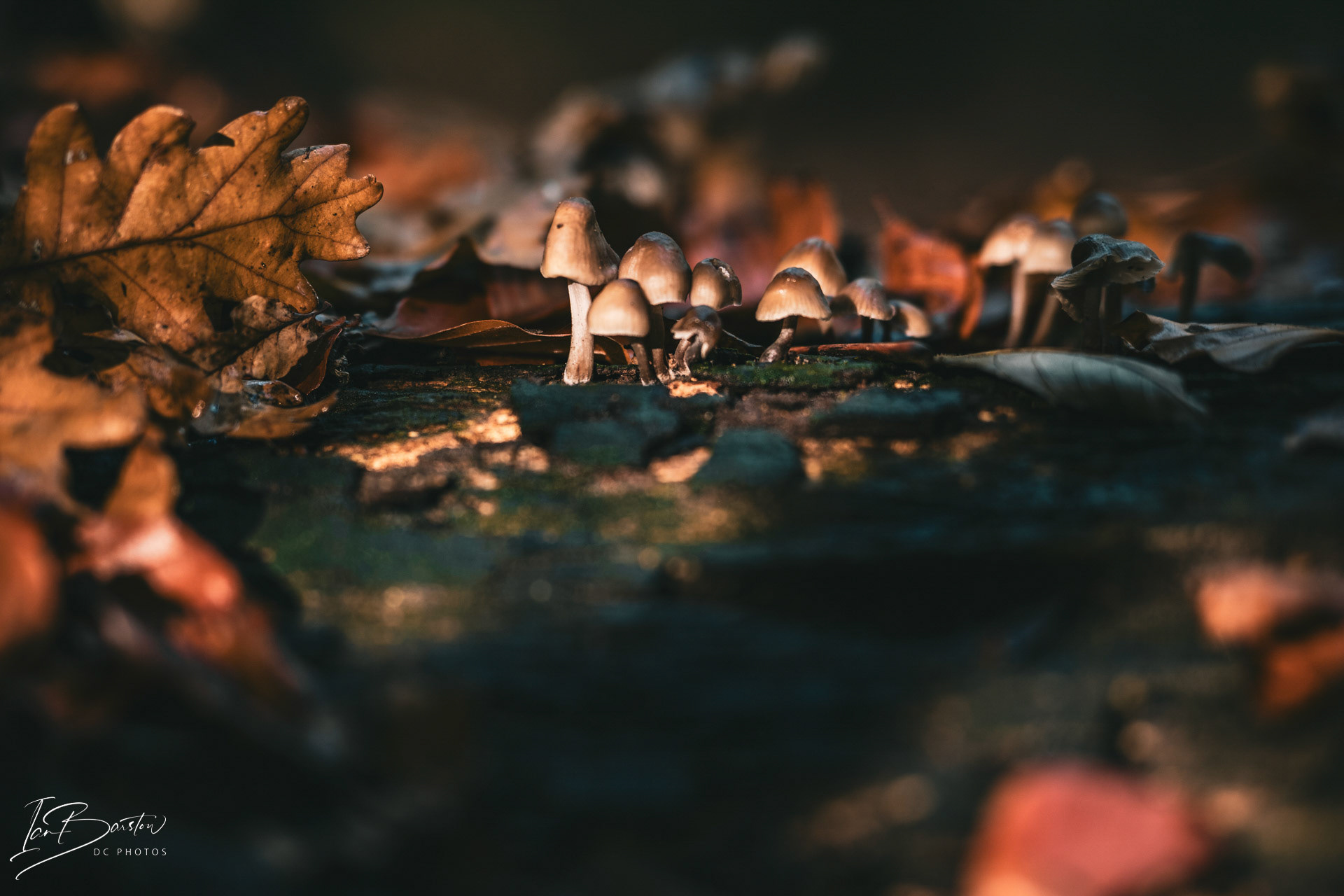 Brankley Pastures - Burton on Trent Monday 28th October 2024