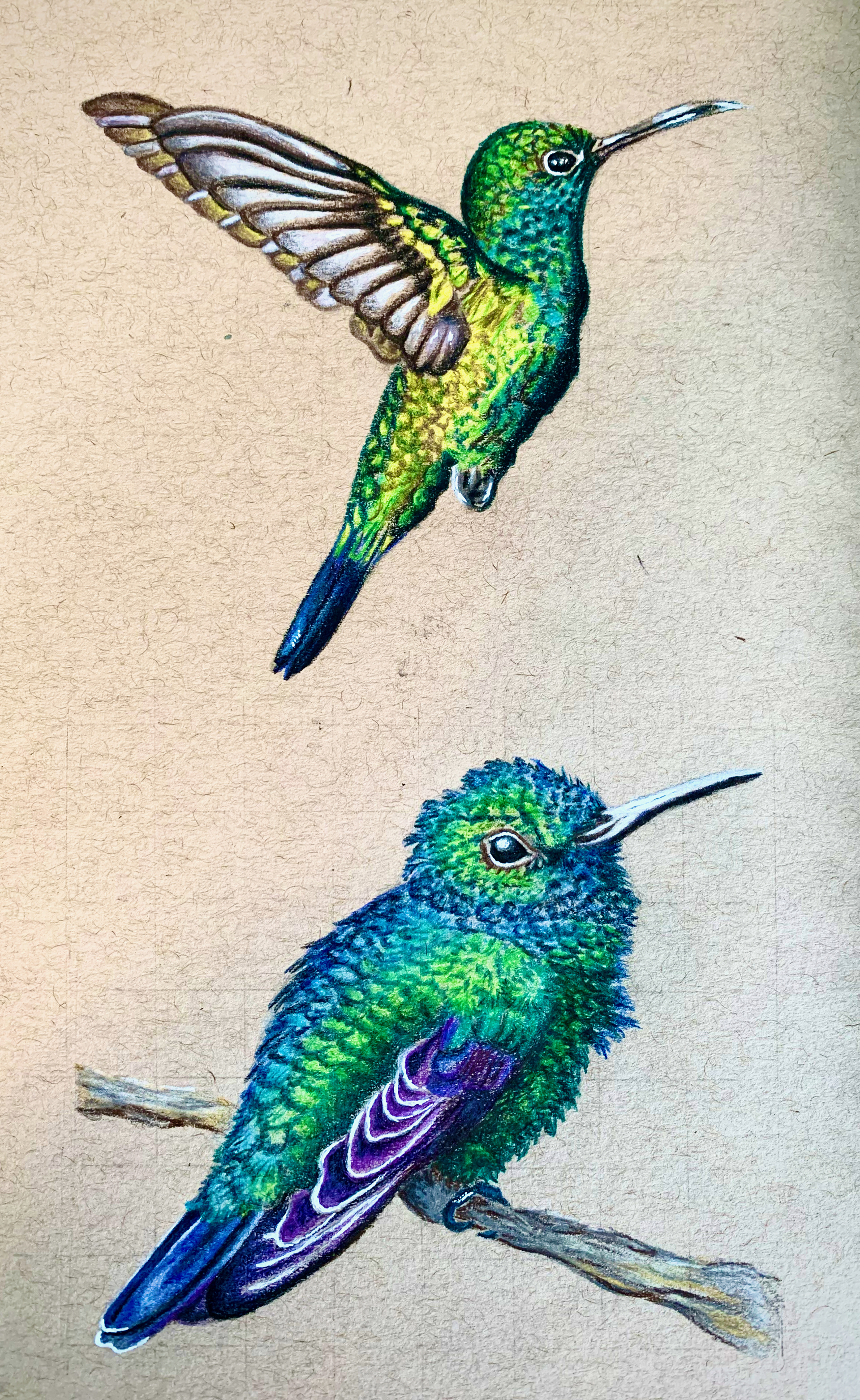 Tropical Bird Study / 2021 / 8x10"