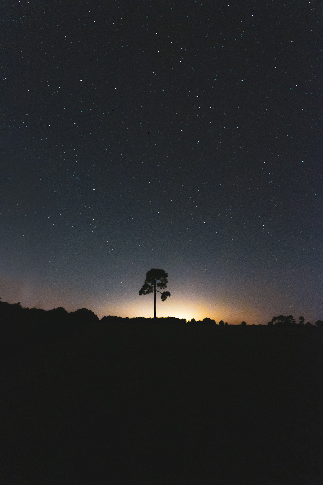 L’Arbre qui Rêvait d’Espace