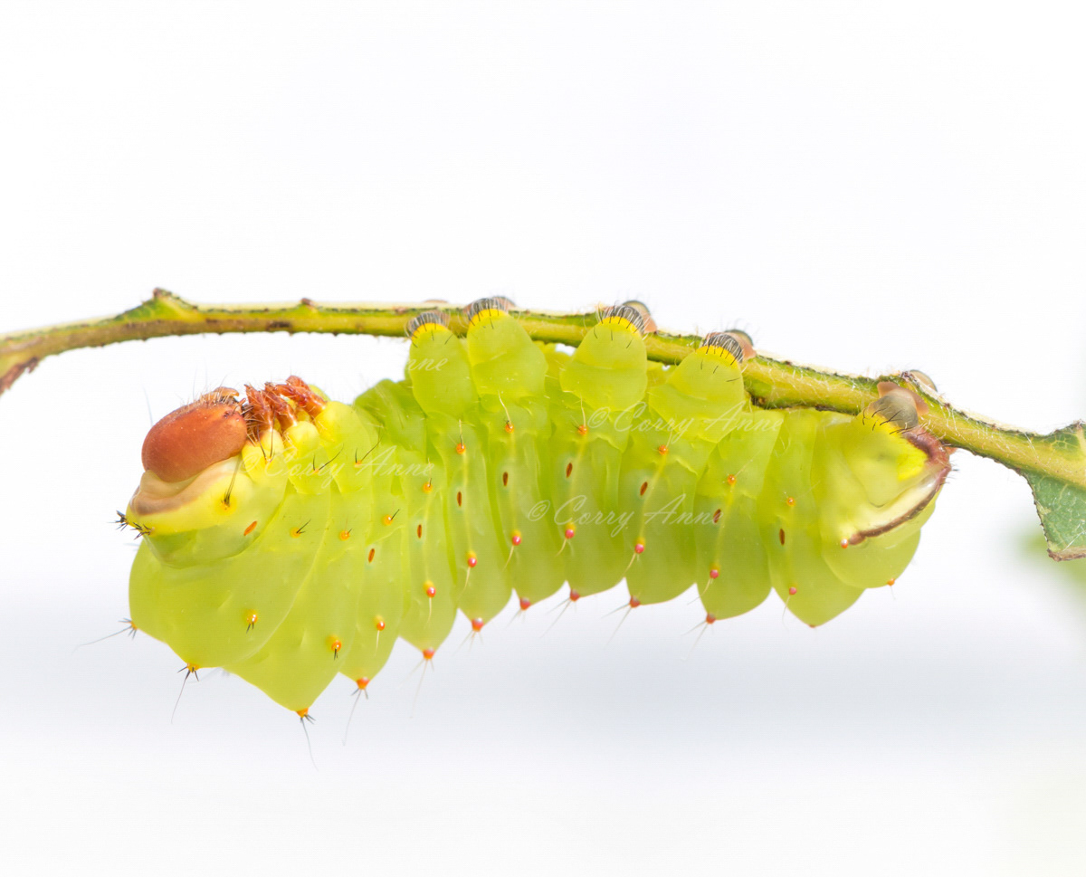 Luna Silkmoth Caterpillar