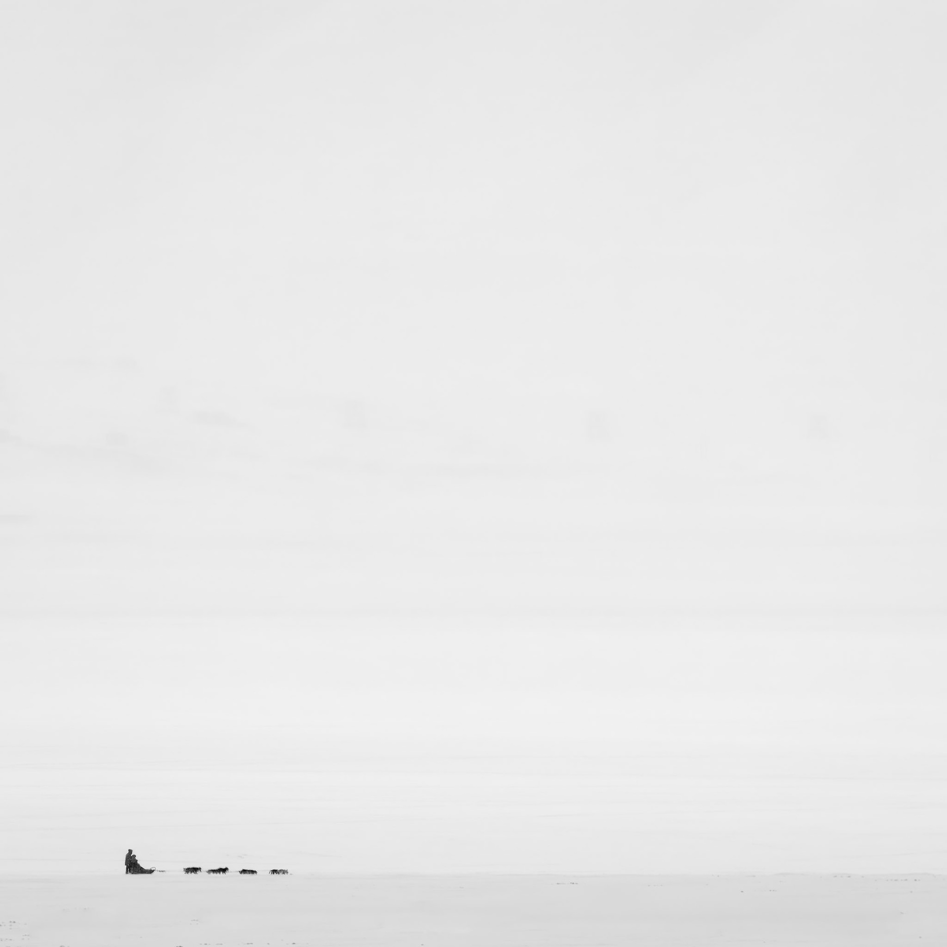 Into the Wild.  - Svalbard, Norway. April 2025