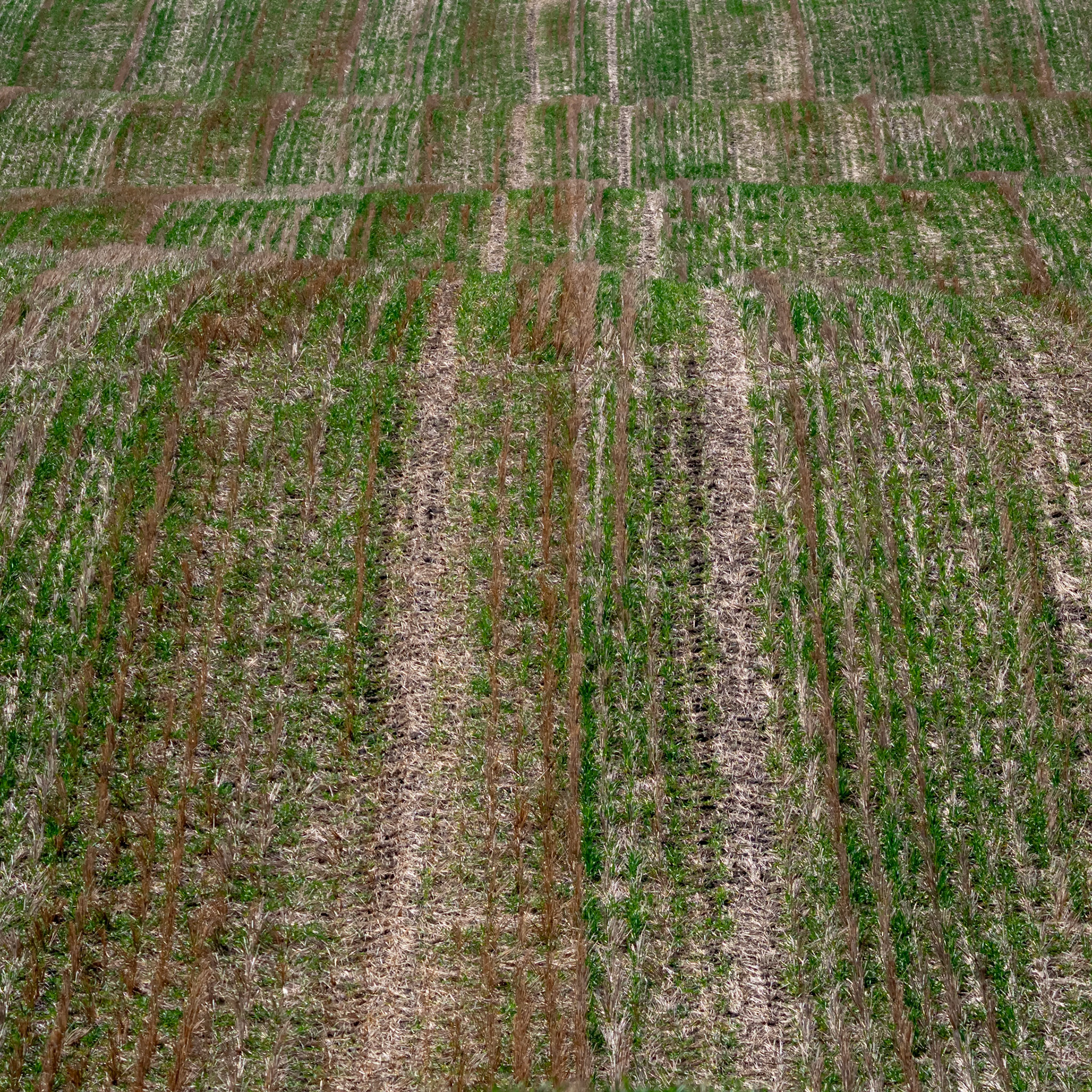Farmer's Rug.  - Ås, Norway. May 2024