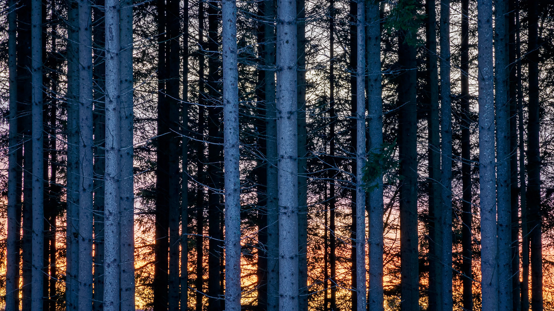 Sunset Spruce.  - Østfold, Norway. December 2022