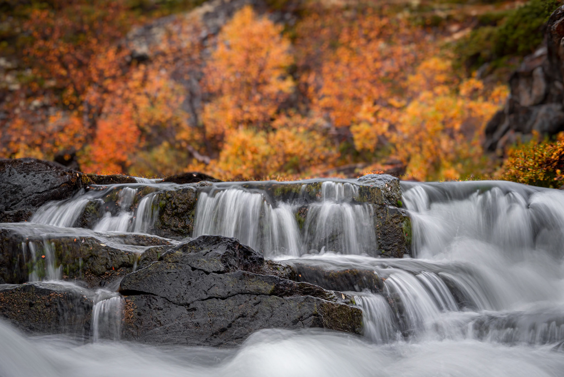 Autumn.  - Dovrefjell, Norway. September 2021