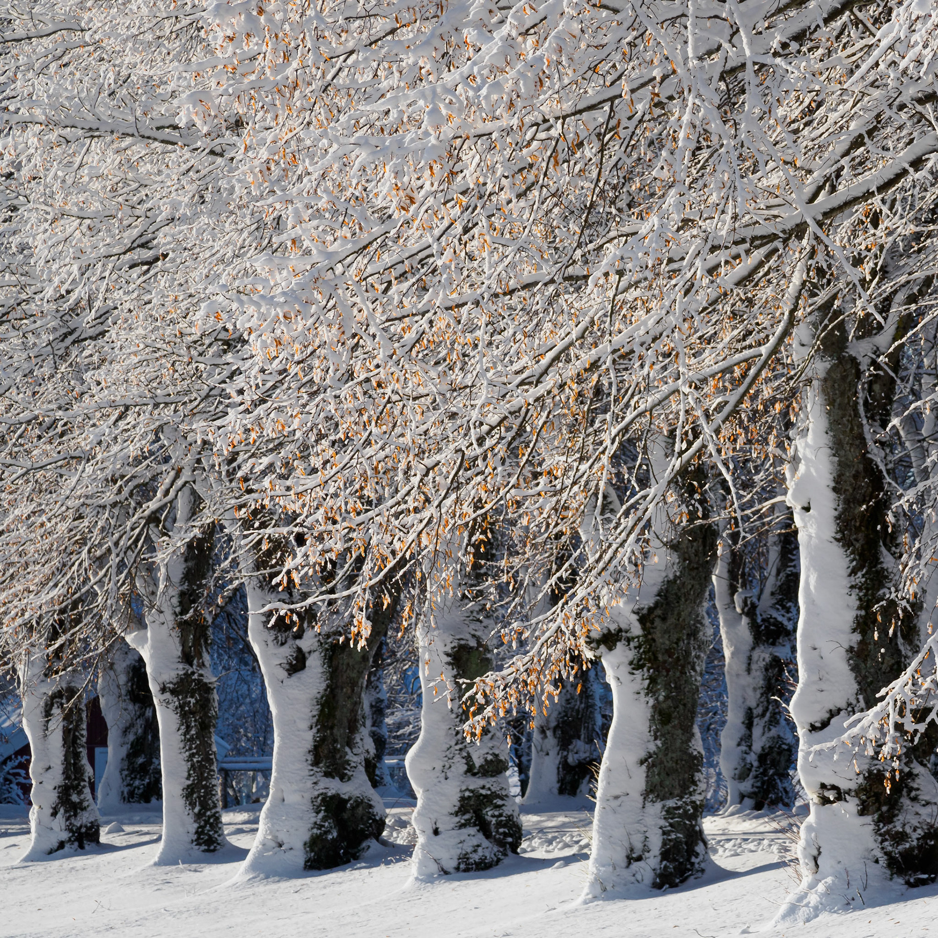 January.  - Hurum, Norway. January 2023