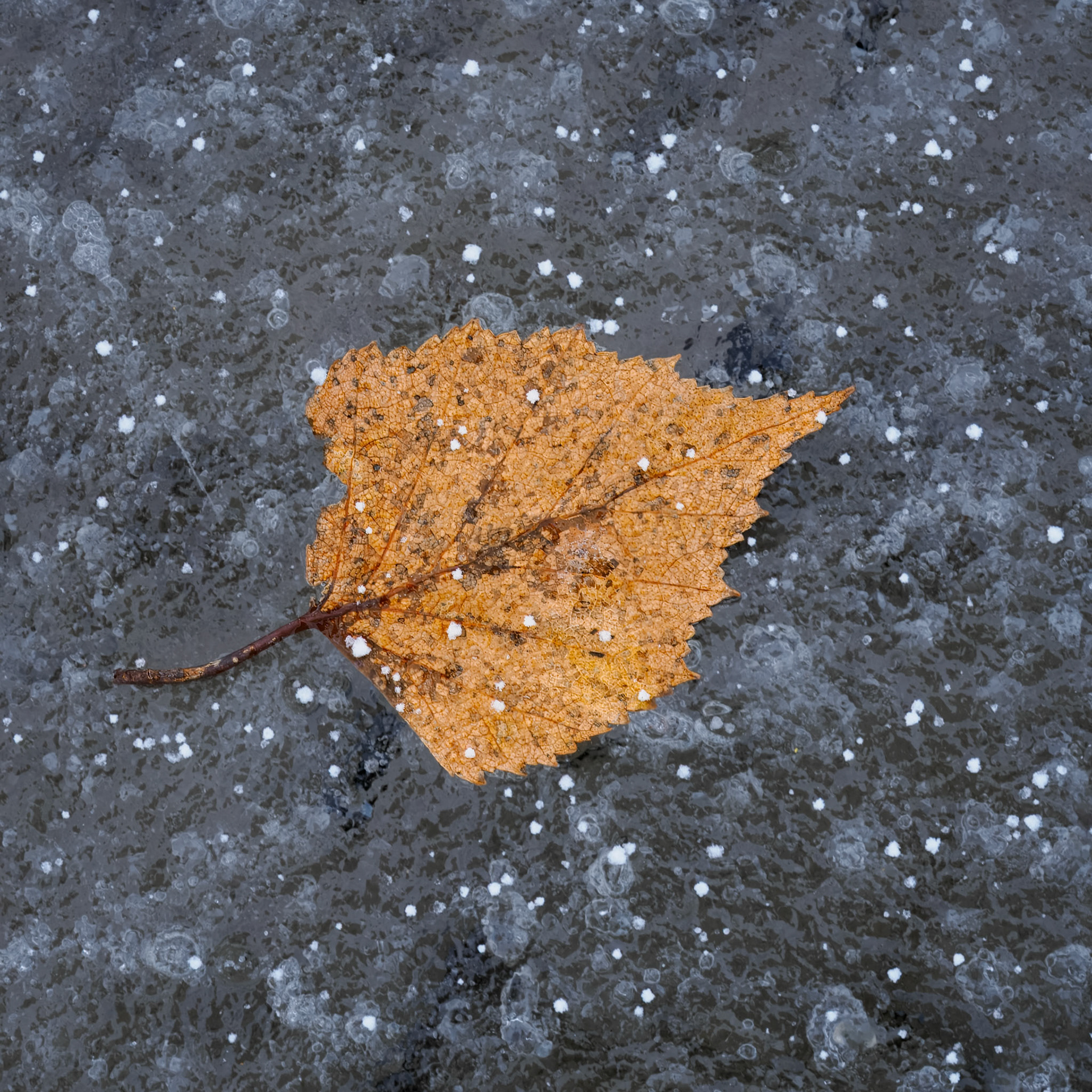 Fallen.  - Akershus, Norway. March 2024