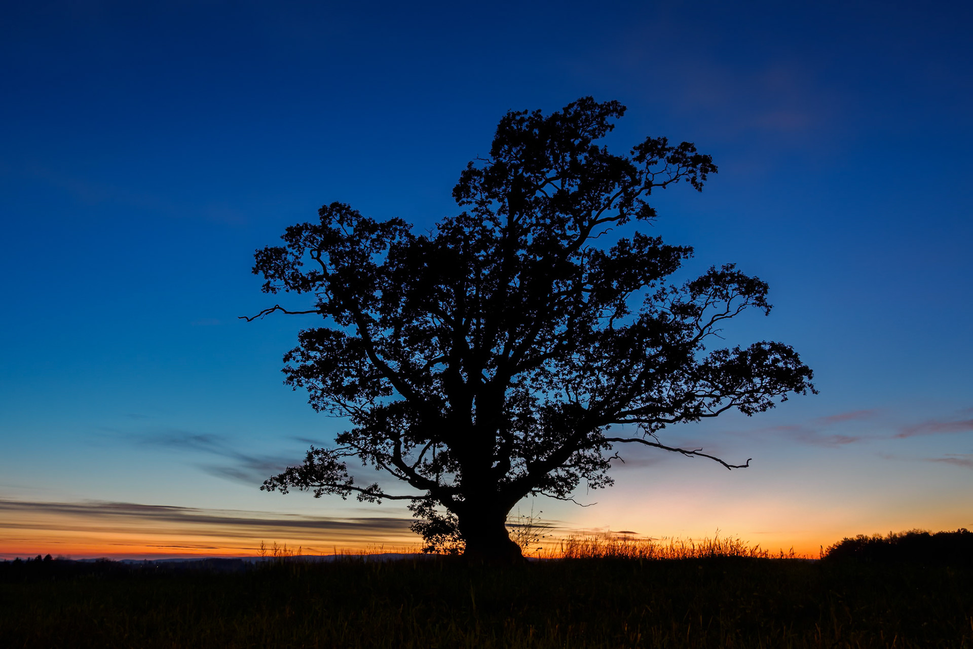 Sunset Oak.  - Ås, Norway. October 2022