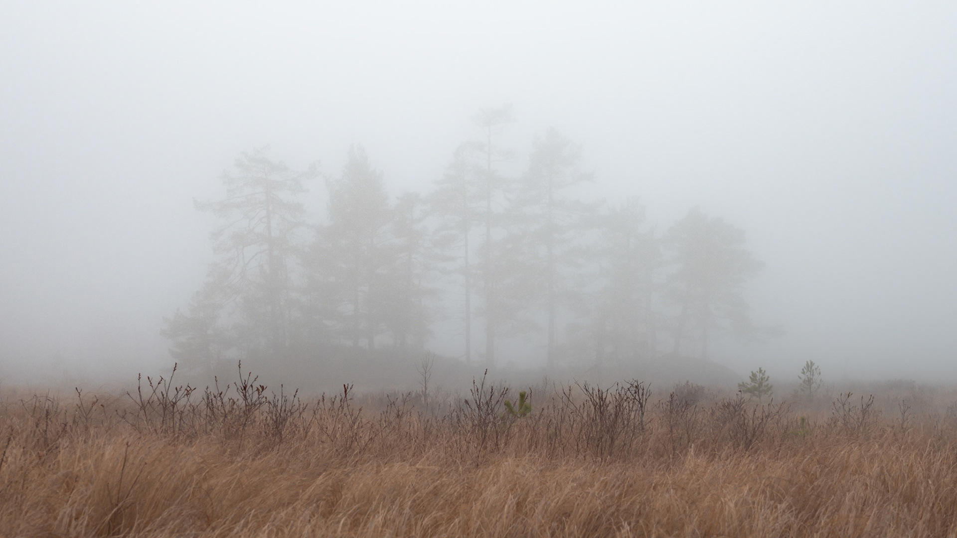 Pines in Fog.  - Hurum, Norway. November 2020