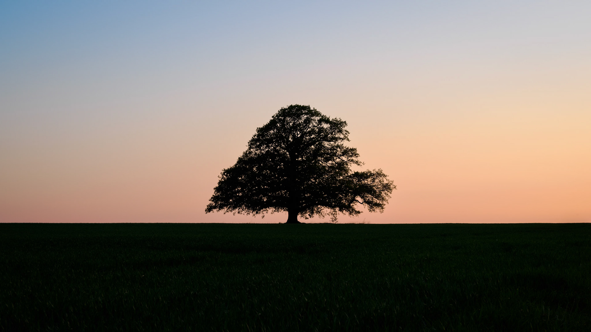 Majestic Oak.  - Østfold, Norway. May 2023