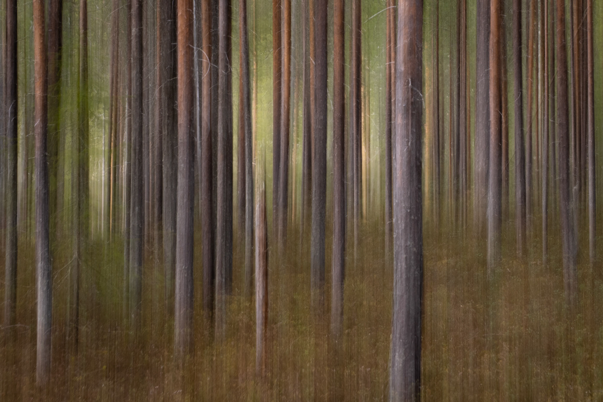 Forest Dream.  - Oulanka National Park, Finland. May 2025