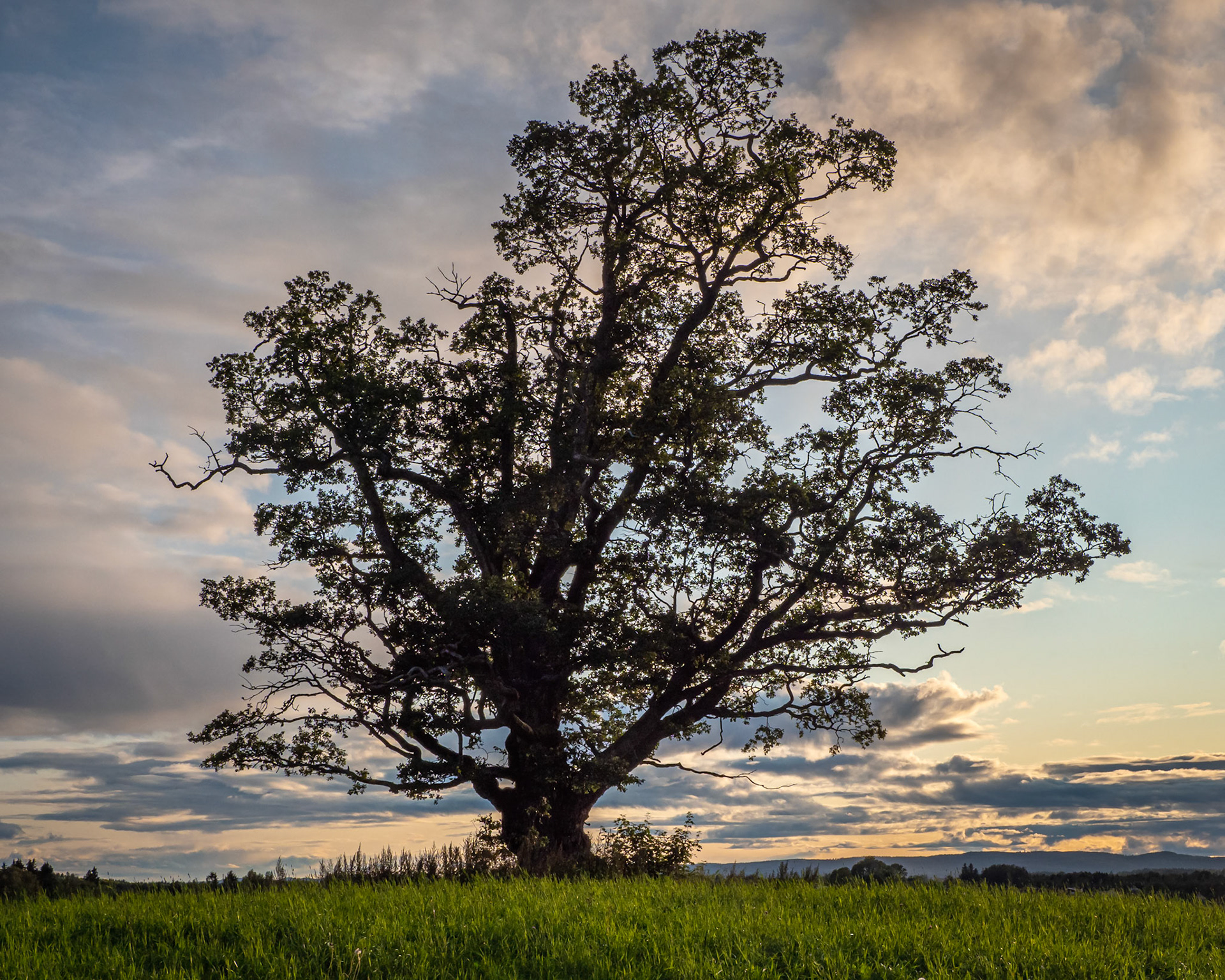 Evening Oak.  - Ås, Norway. September 2019