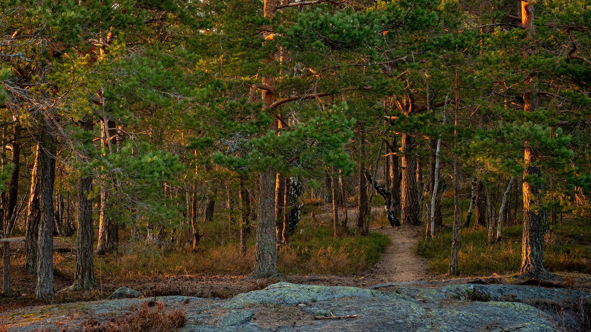 The Trailhead.  - Drøbak, Norway. April 2020