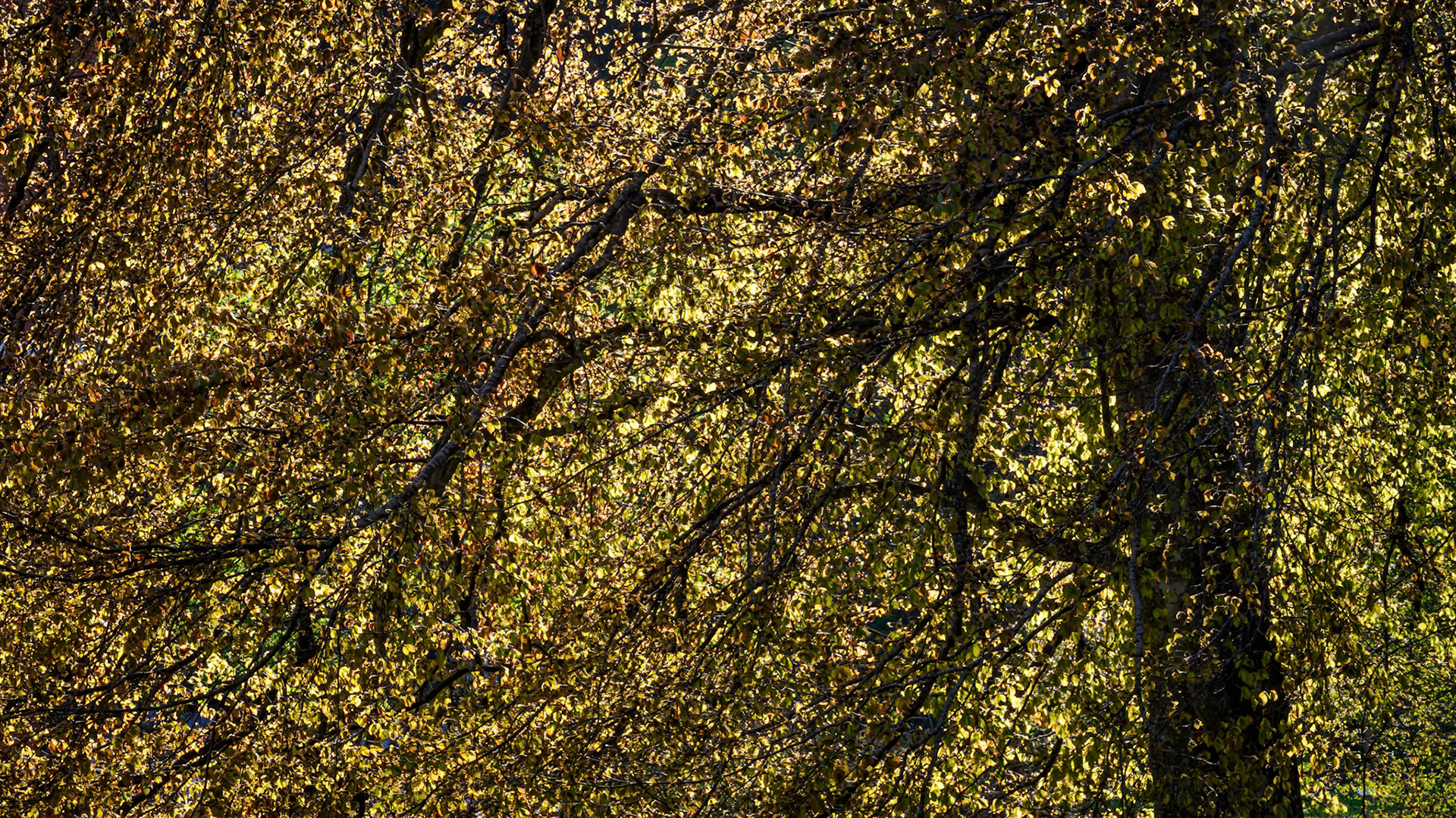 Catching Sun.  - Ås, Norway. May 2023