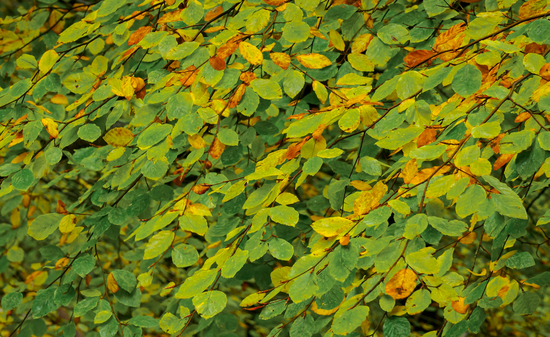 Change of Colors.  - Jylland, Denmark. October 2023