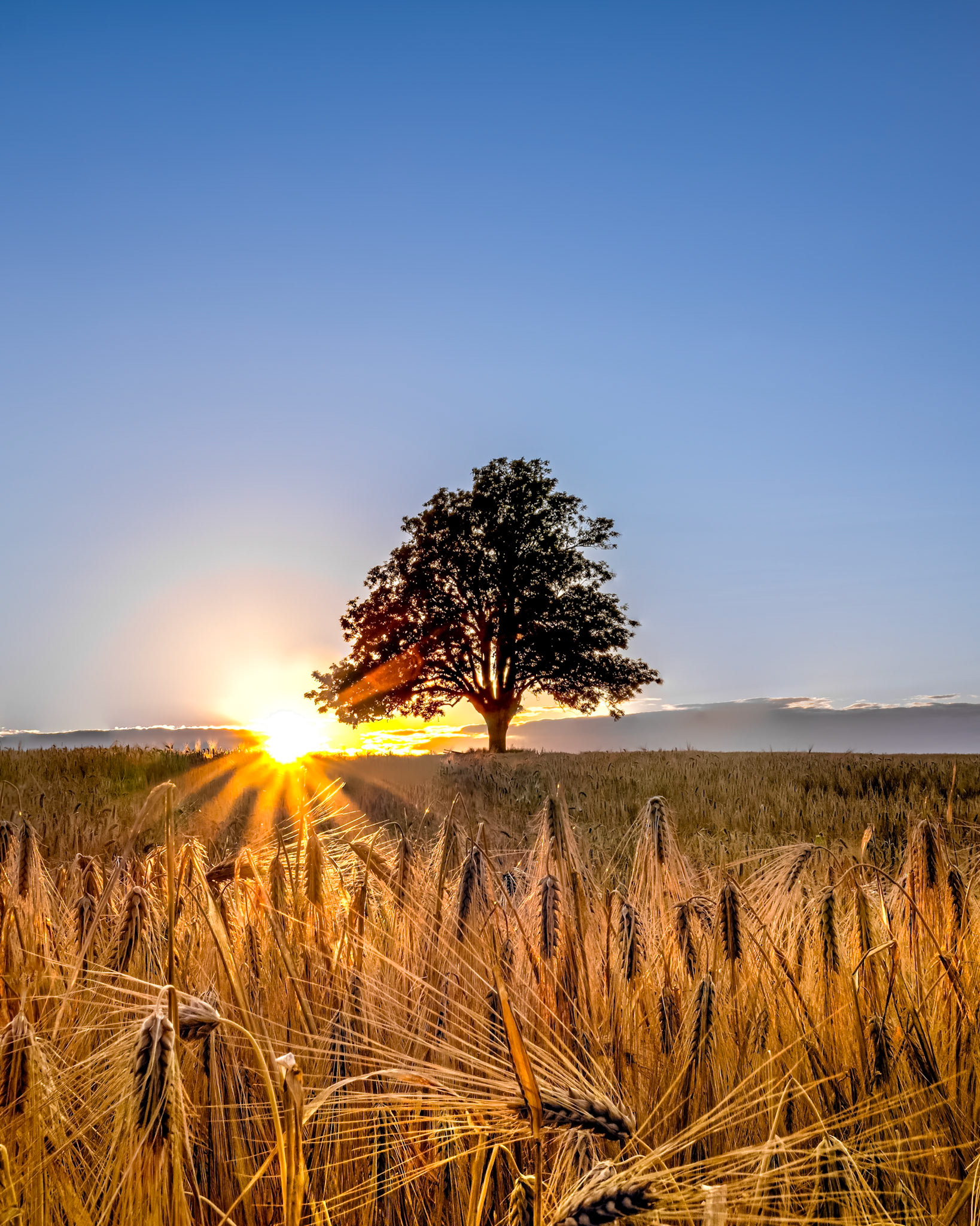 The old Ash Tree  III.  - Drøbak, Norway. July 2022
