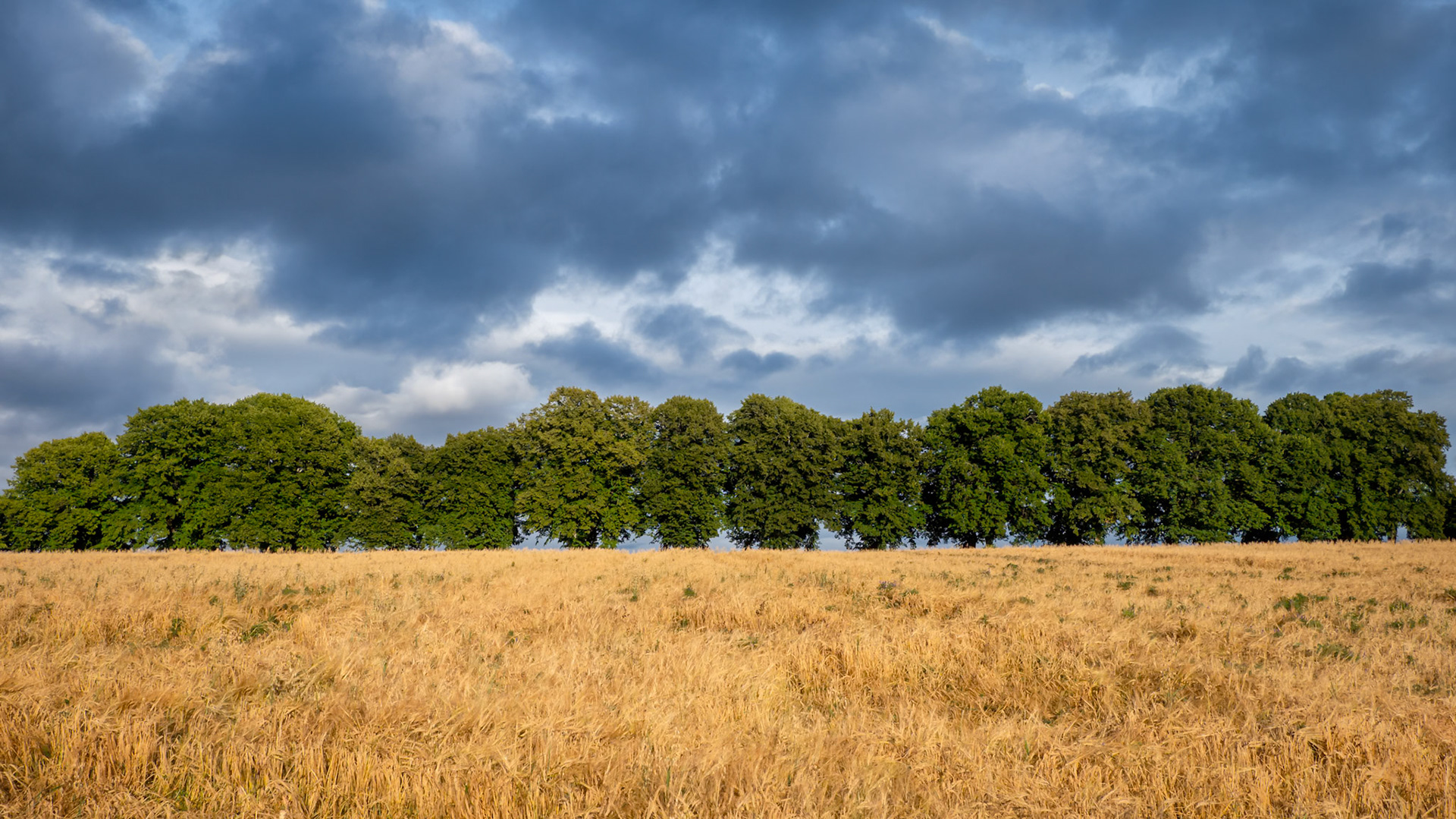 Yellow and Blue.  - Hurum, Norway. August 2021