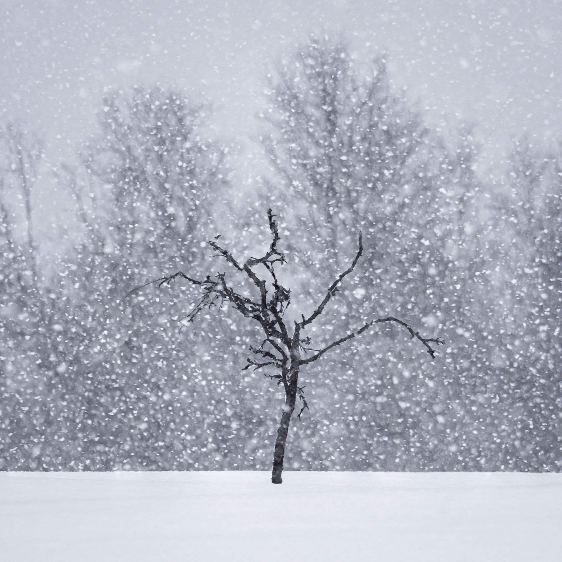 Lonesome.  - Ål, Norway. March 2021