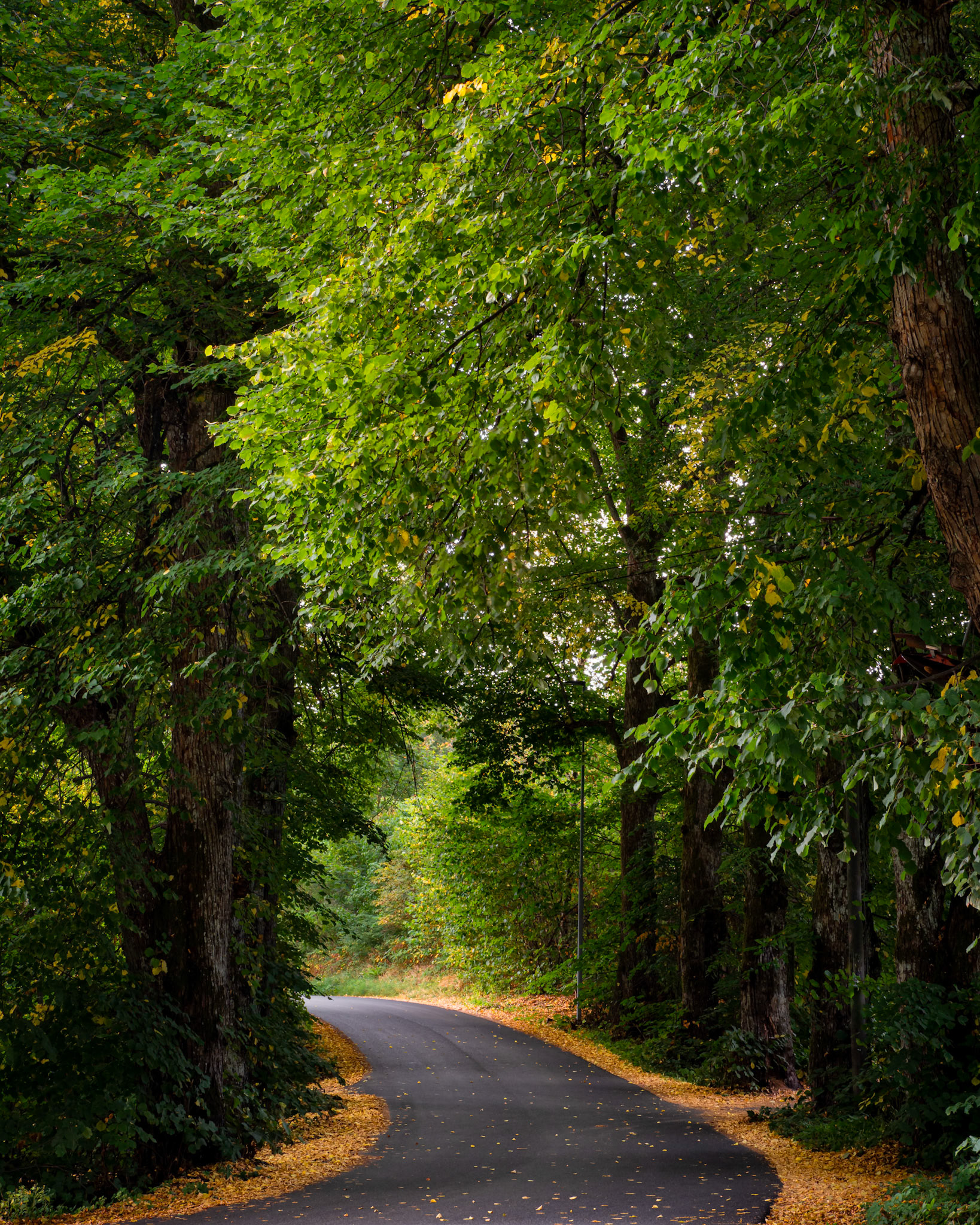 Fall Road.  - Drøbak, Norway. September 2021