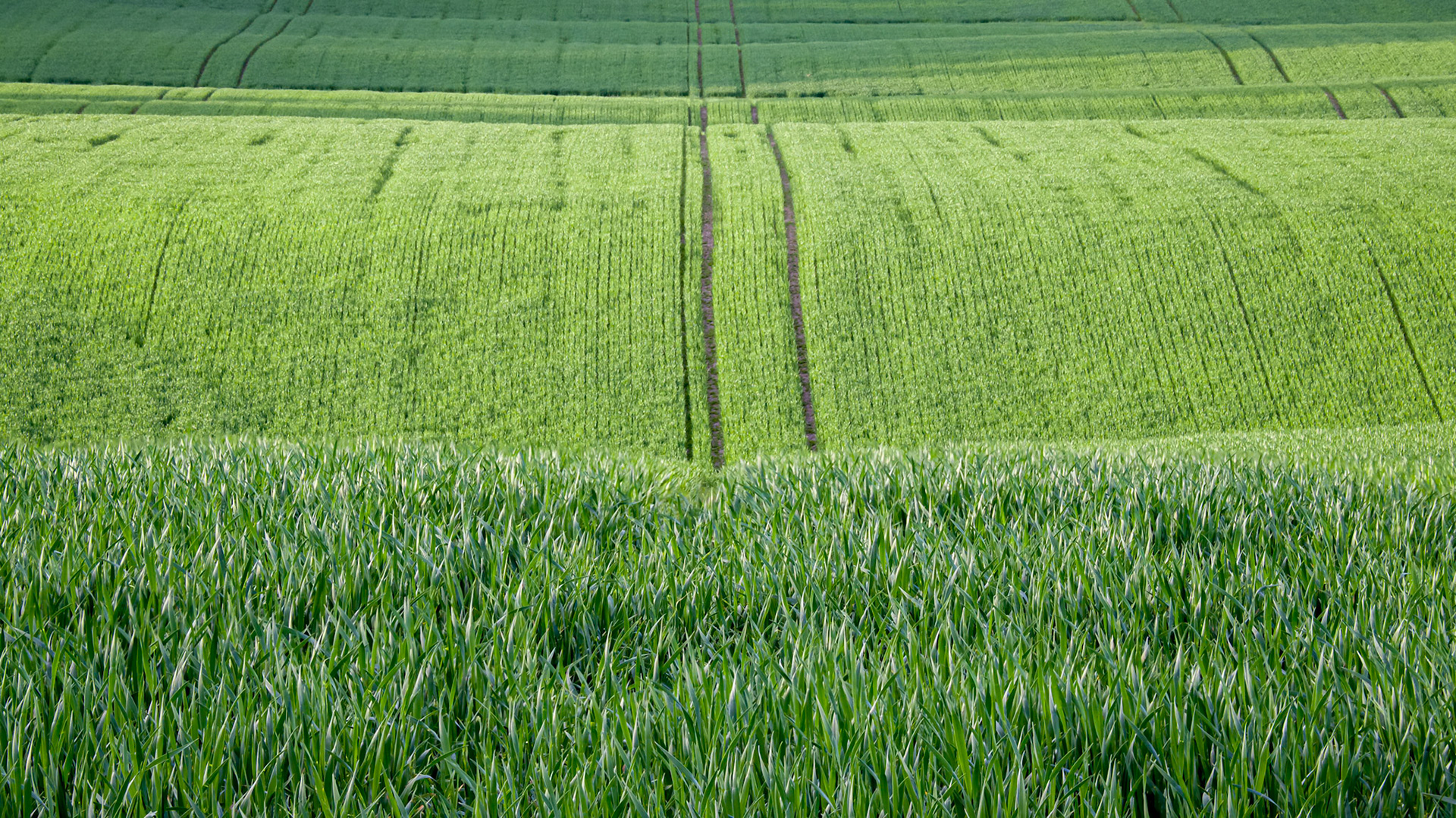 Green Vawes.  - Ås, Norway. May 2022
