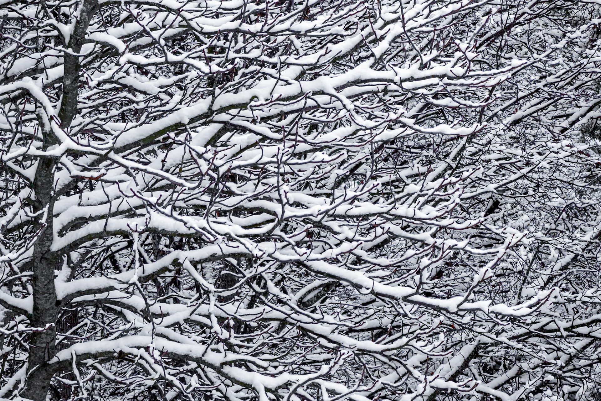 Reaching Out.  - Drøbak, Norway. January 2022