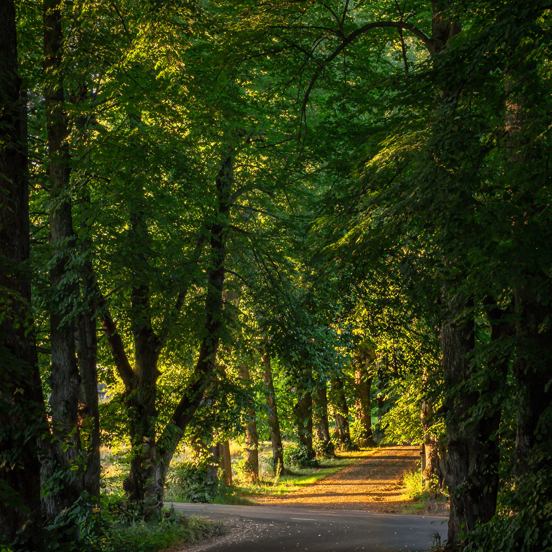 Sunset Road.  - Drøbak, Norway. August 2020