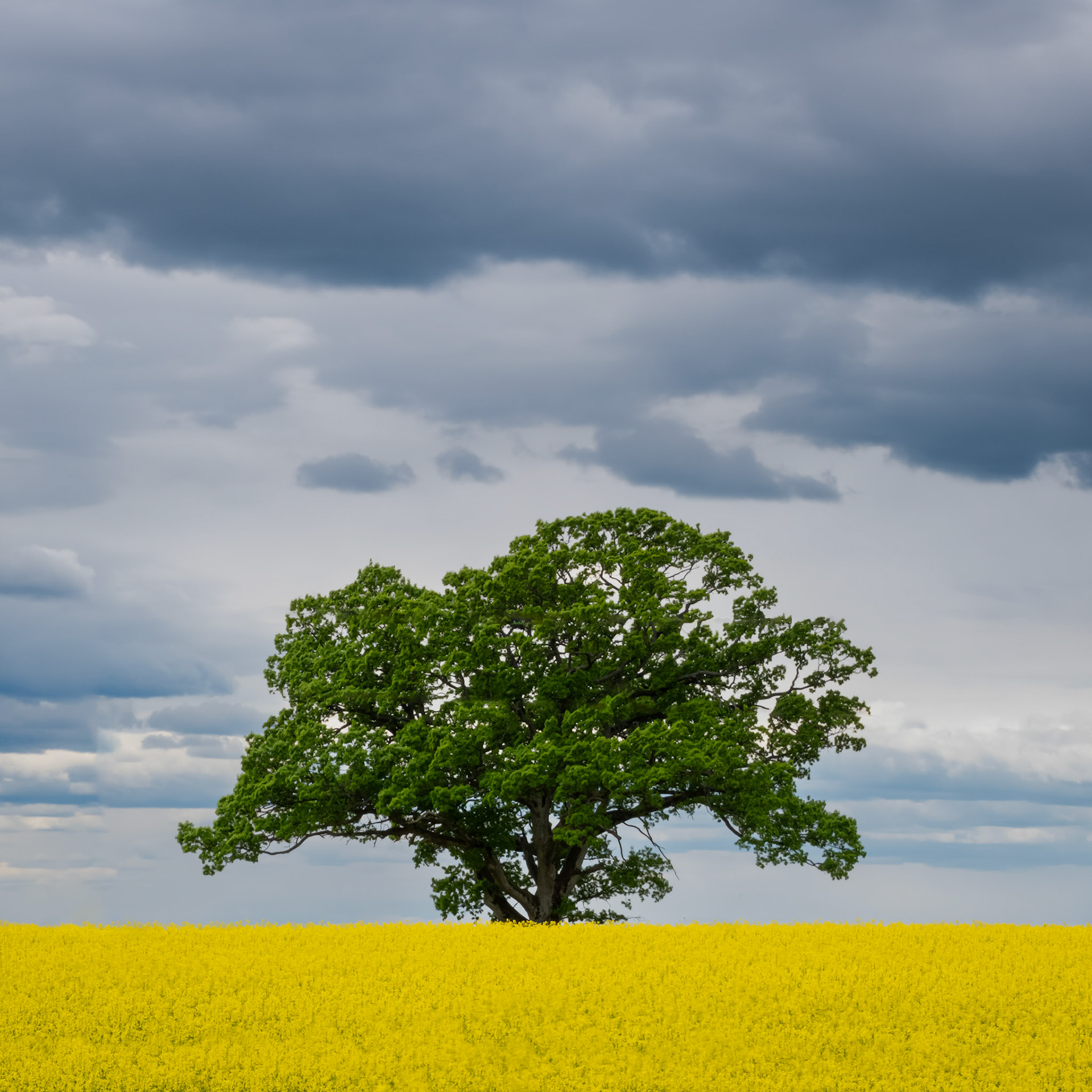 Freedom Oak.  - Akershus, Norway. May 2022