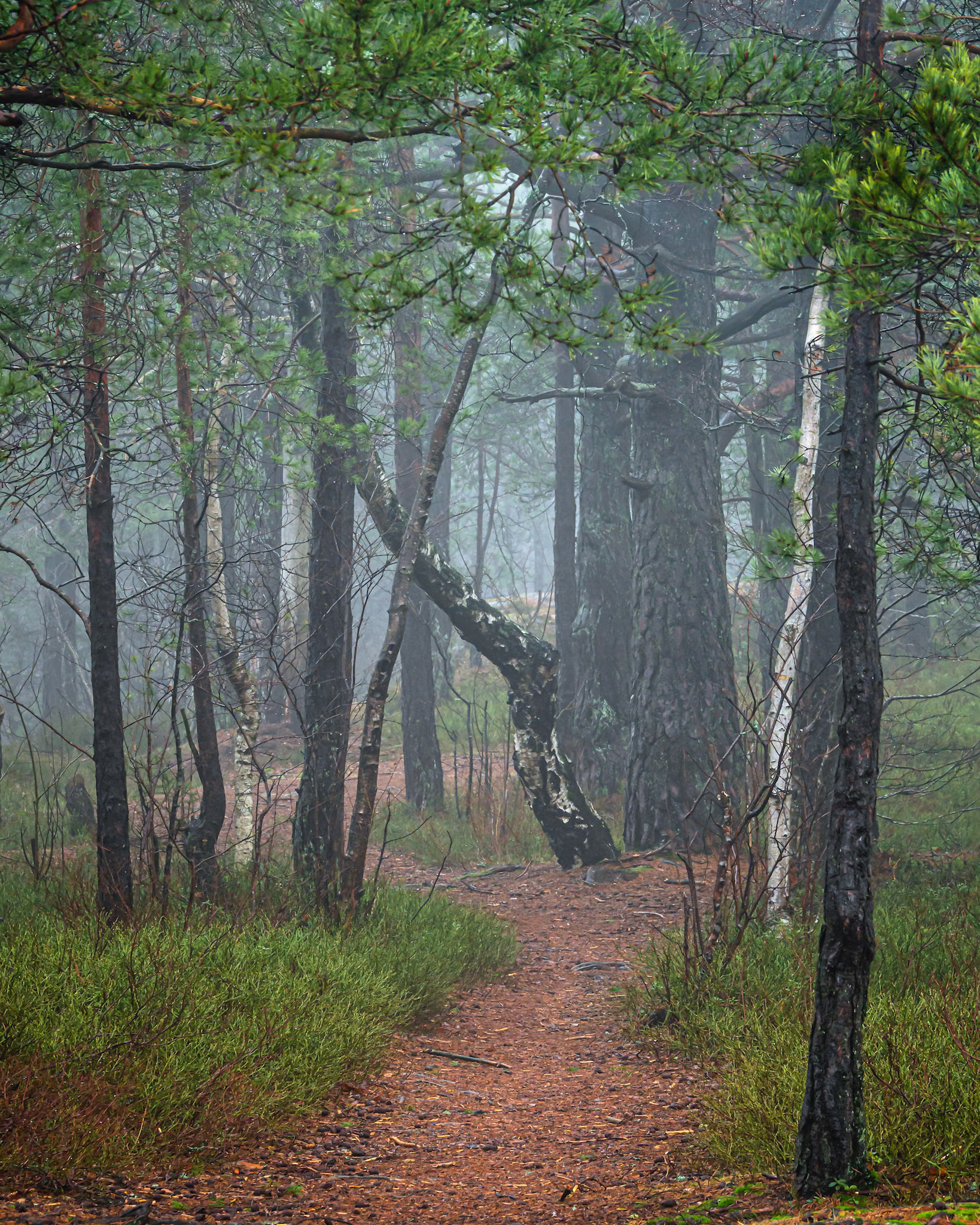 Foggy Trail.  - Drøbak, Norway. February 2021
