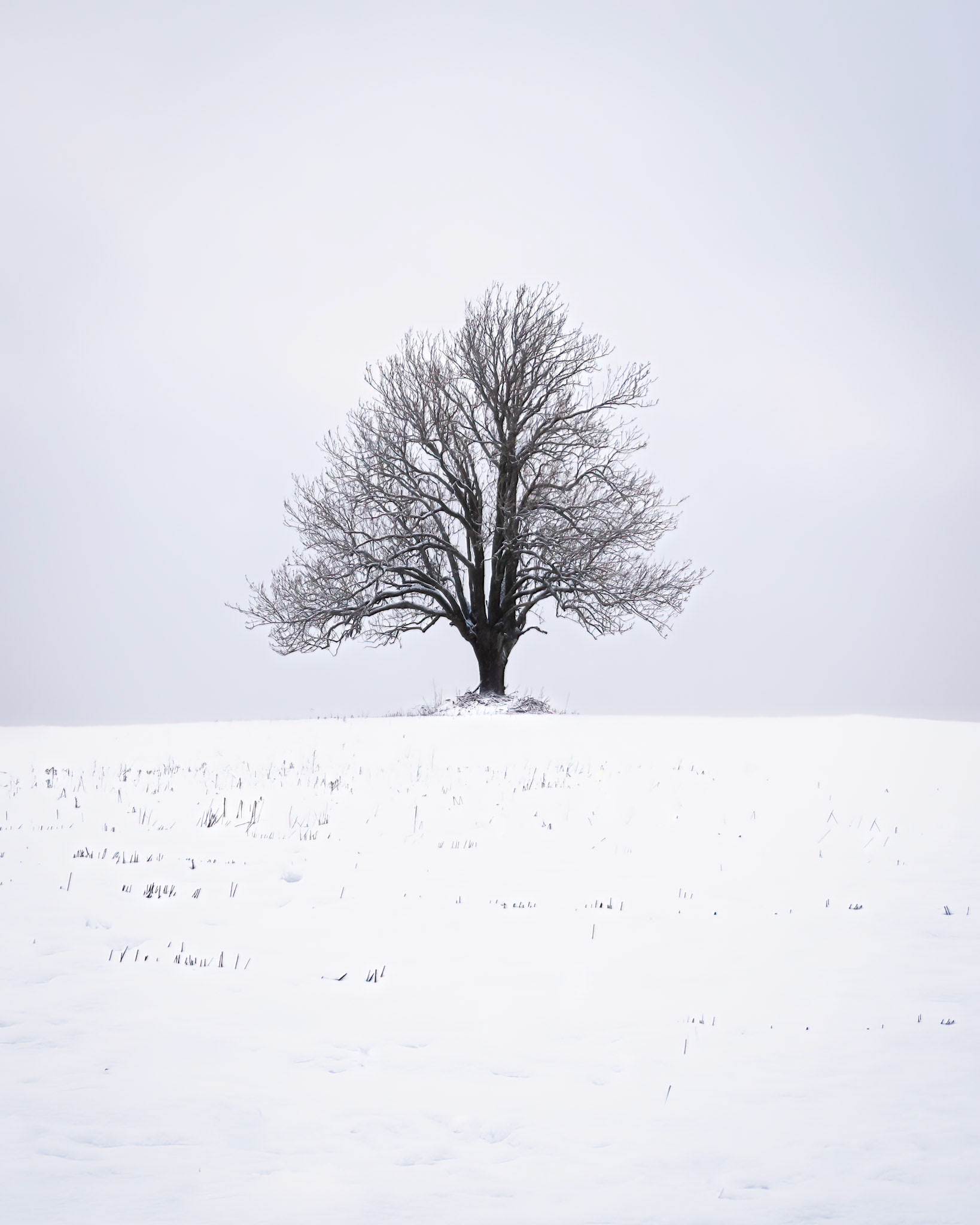 The old Ash Tree  V.  - Drøbak, Norway. January 2021.